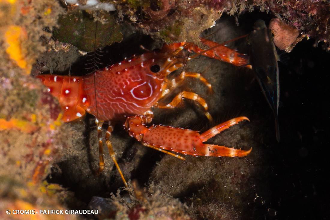 Homard des Antilles