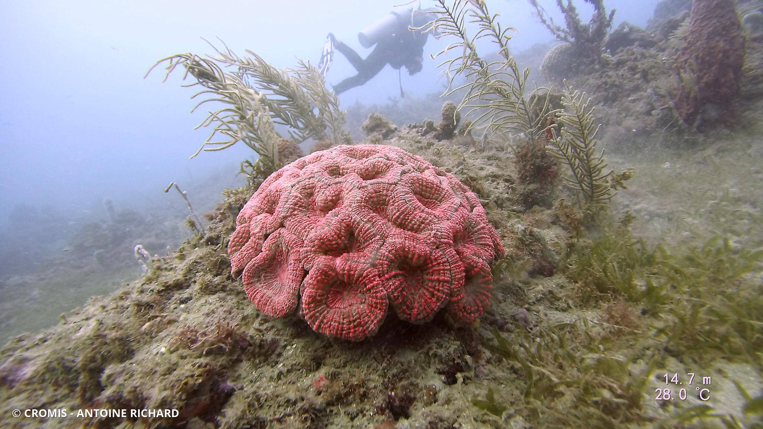 Corail fleur épineux