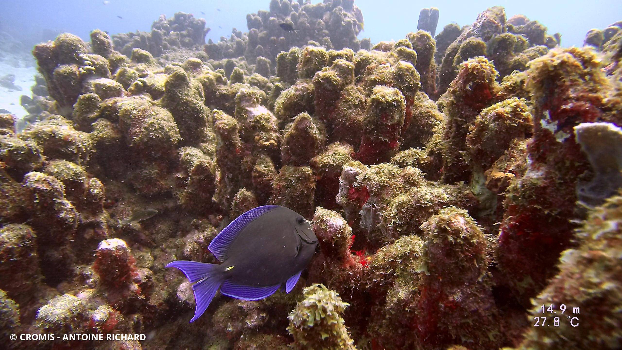 Chirurgien bleu