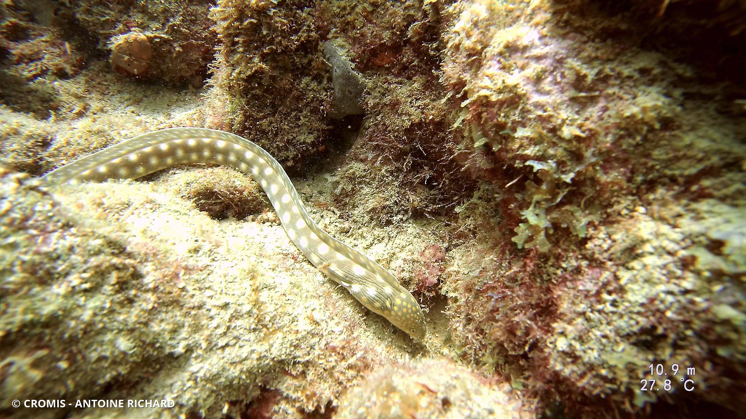 Serpentine dorée