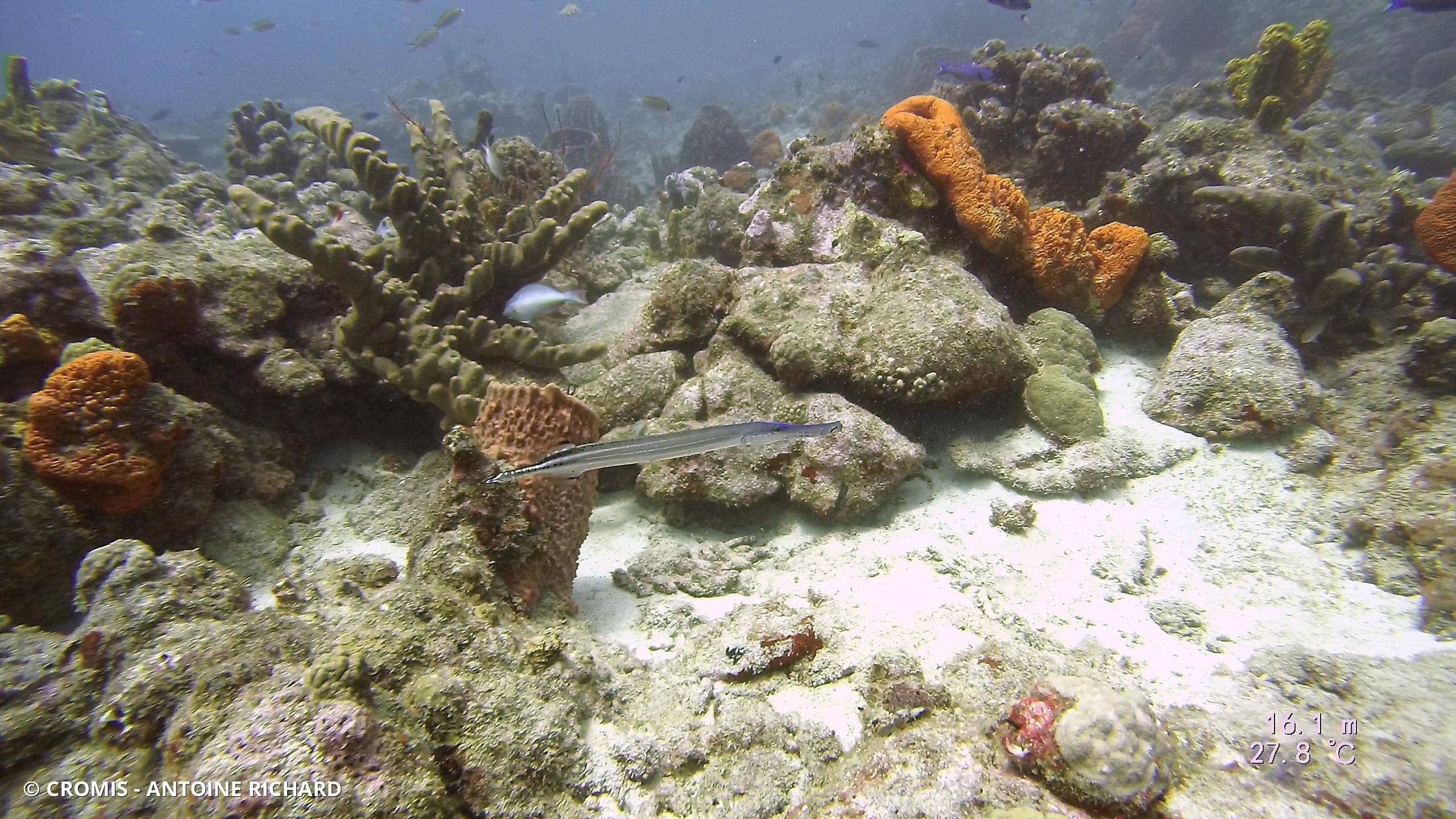Poisson-trompette des Caraïbes