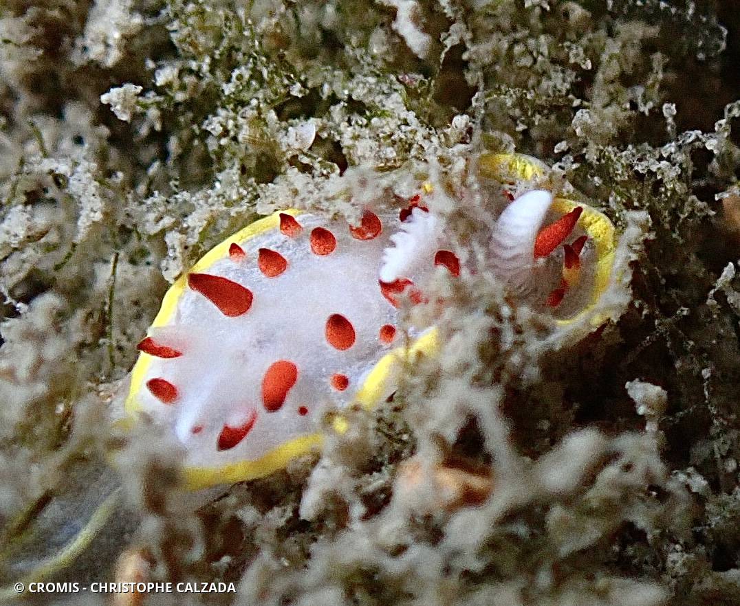 Doris à papilles rouges
