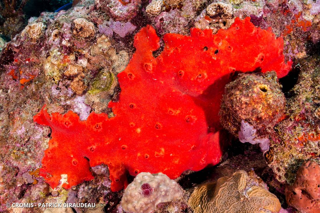 Eponge encroûtante rouge et rose