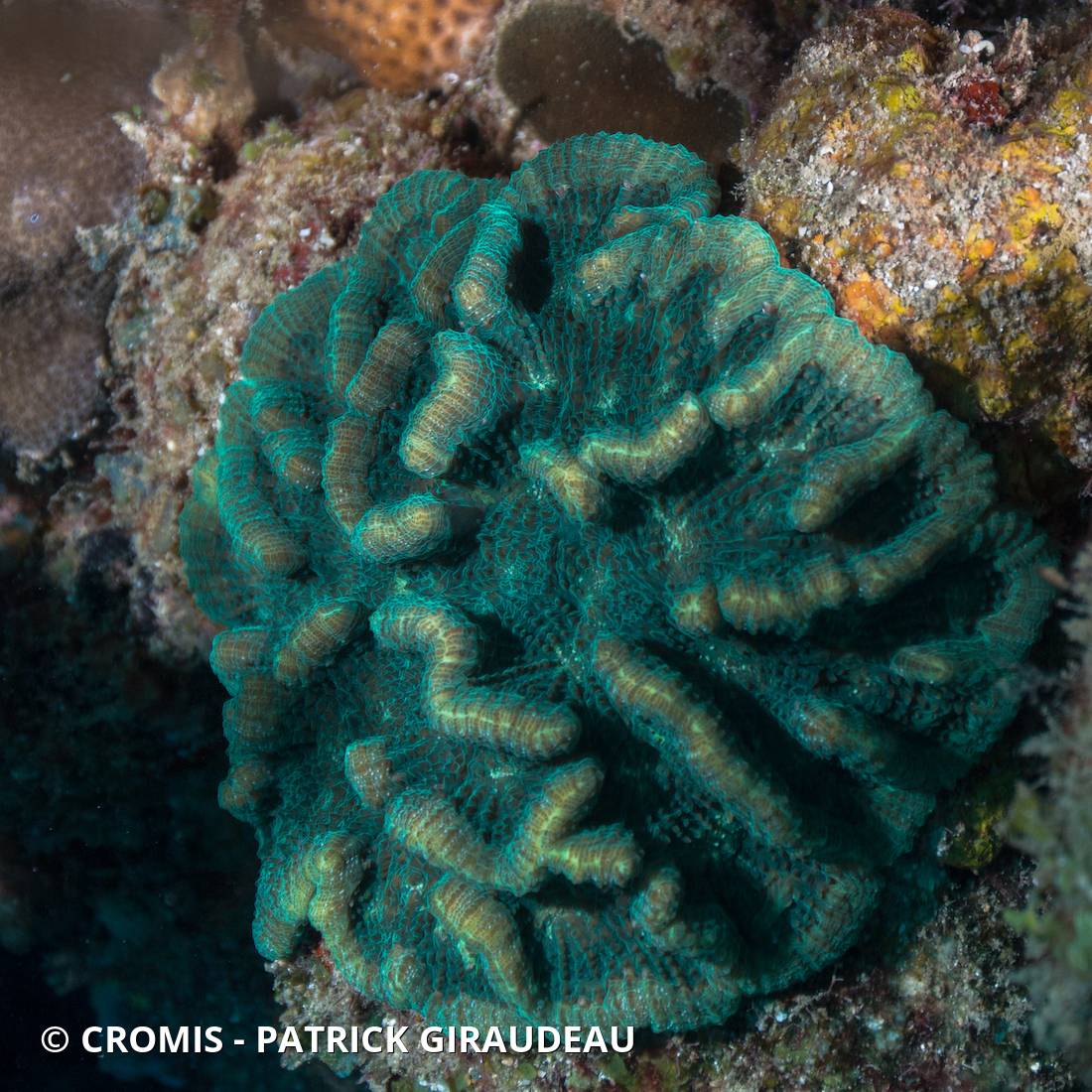 Corail cactus rugueux