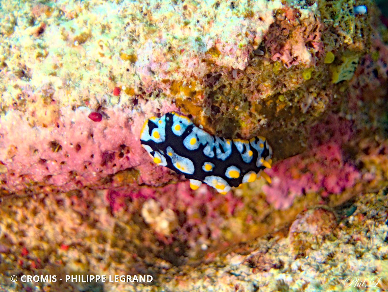 Phyllidie verruqueuse
