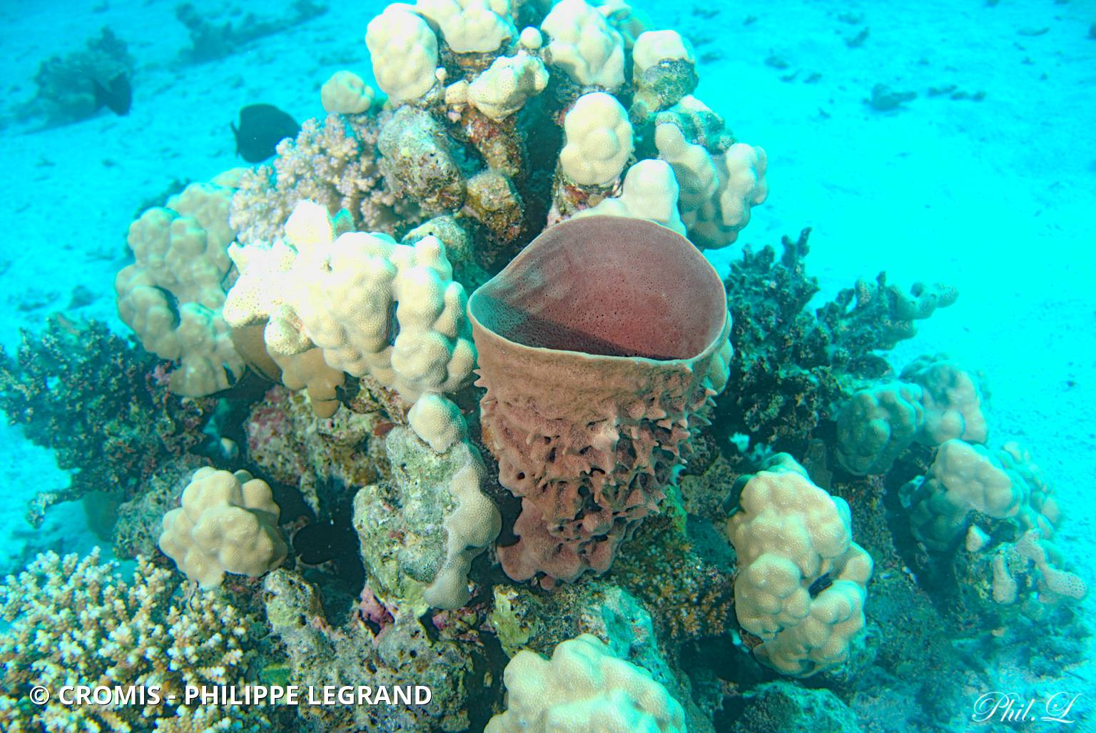 Eponge tubulaire de Mer Rouge