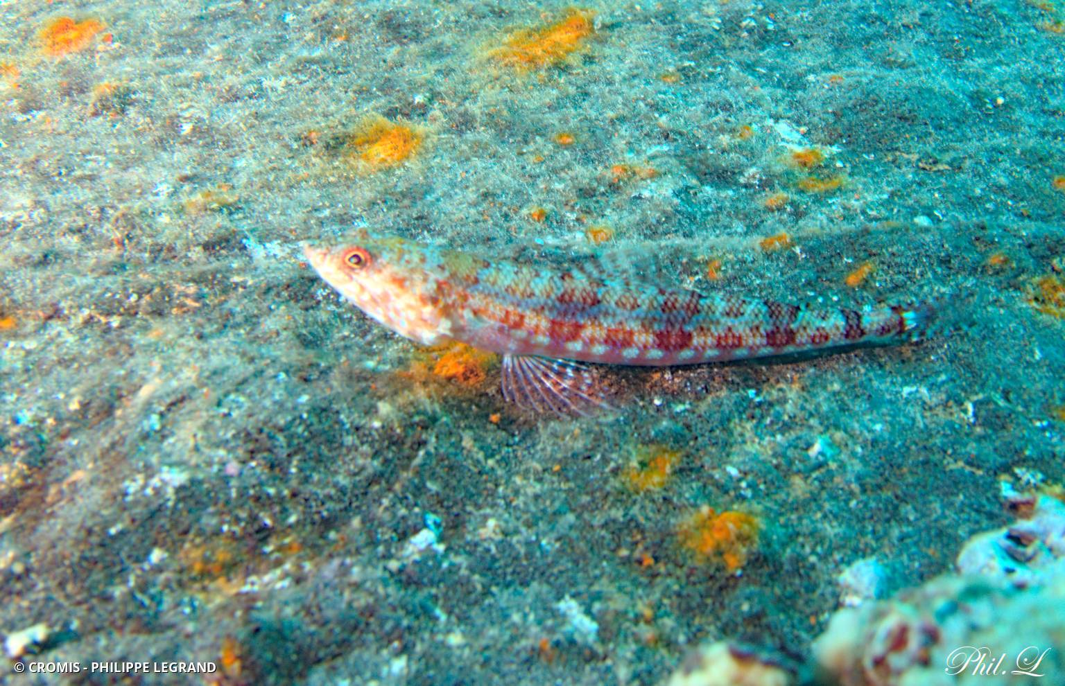 Poisson-lézard de sable