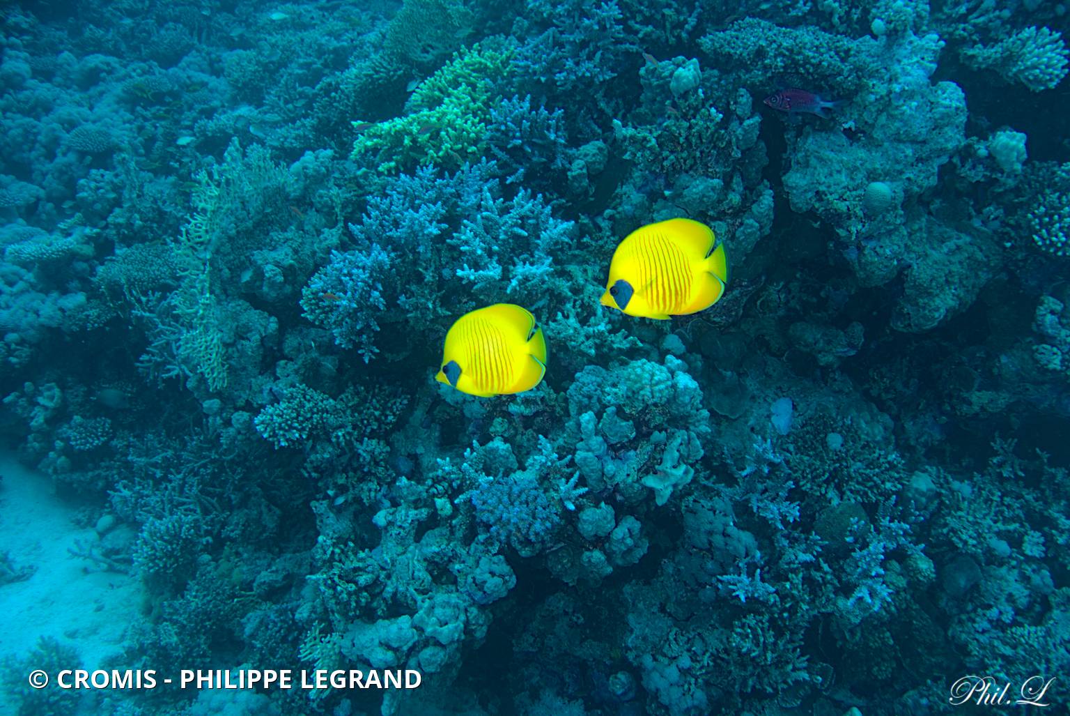 Poisson-papillon jaune masqué