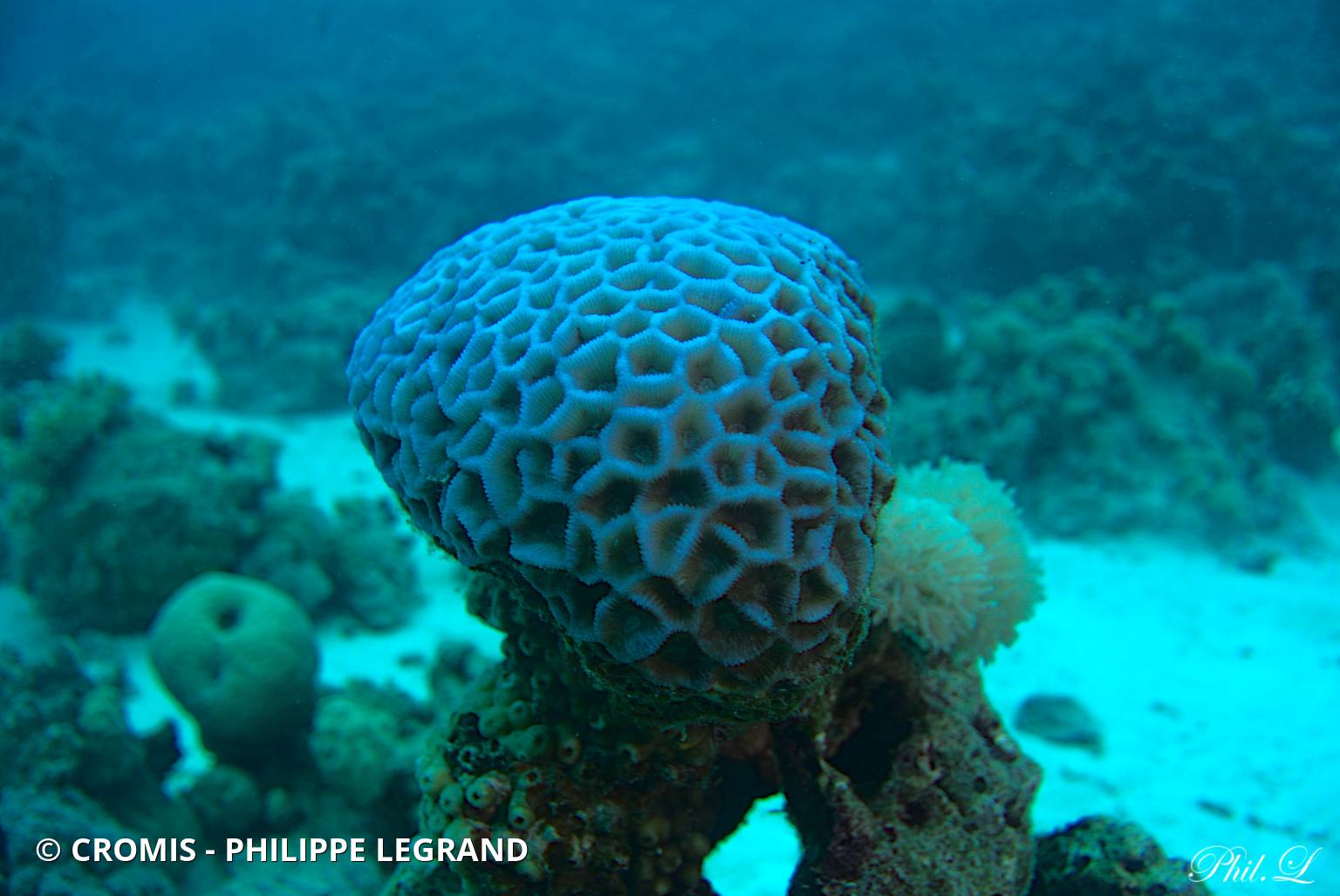 Corail cerveau symétrique