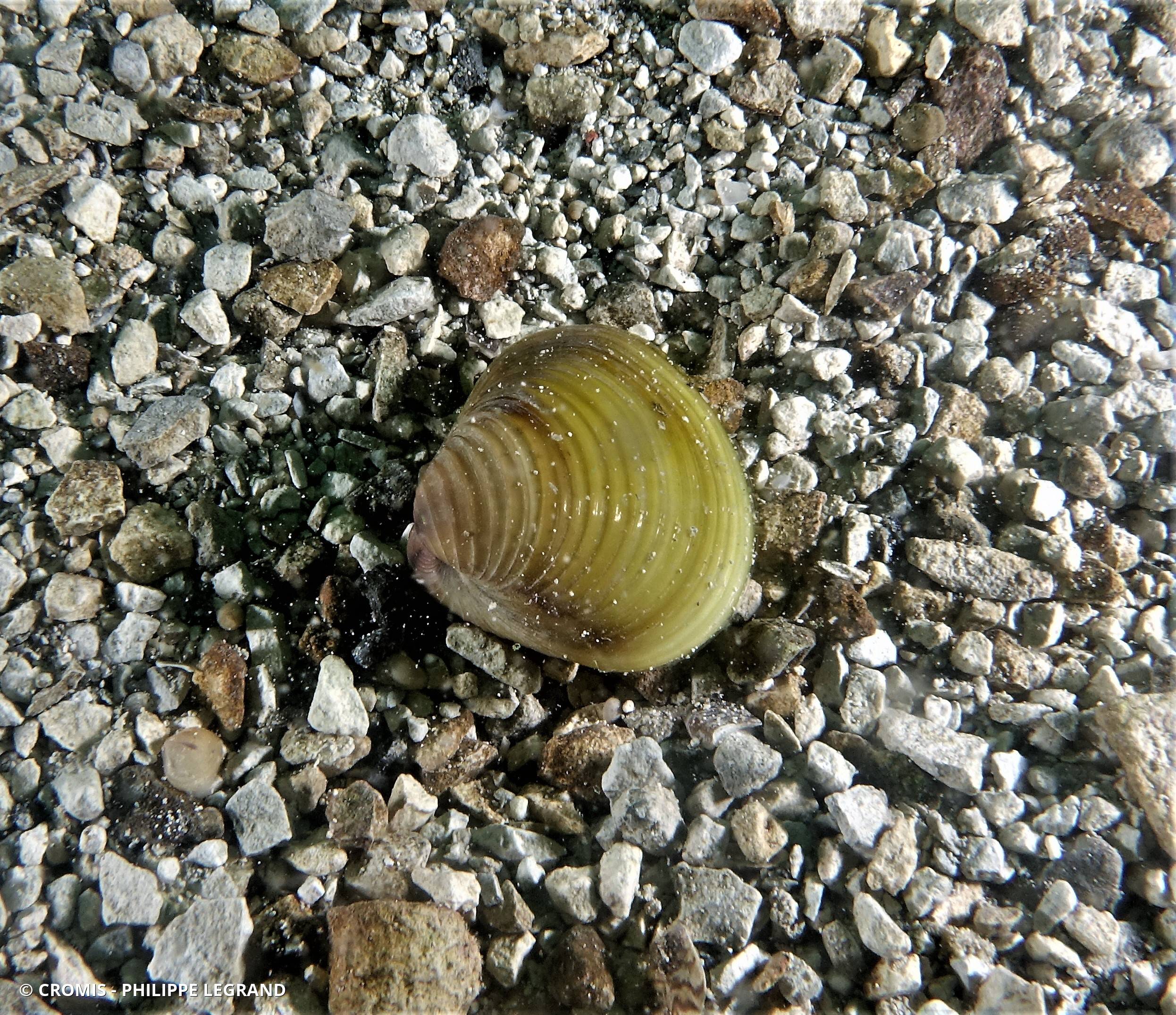 Corbicule asiatique