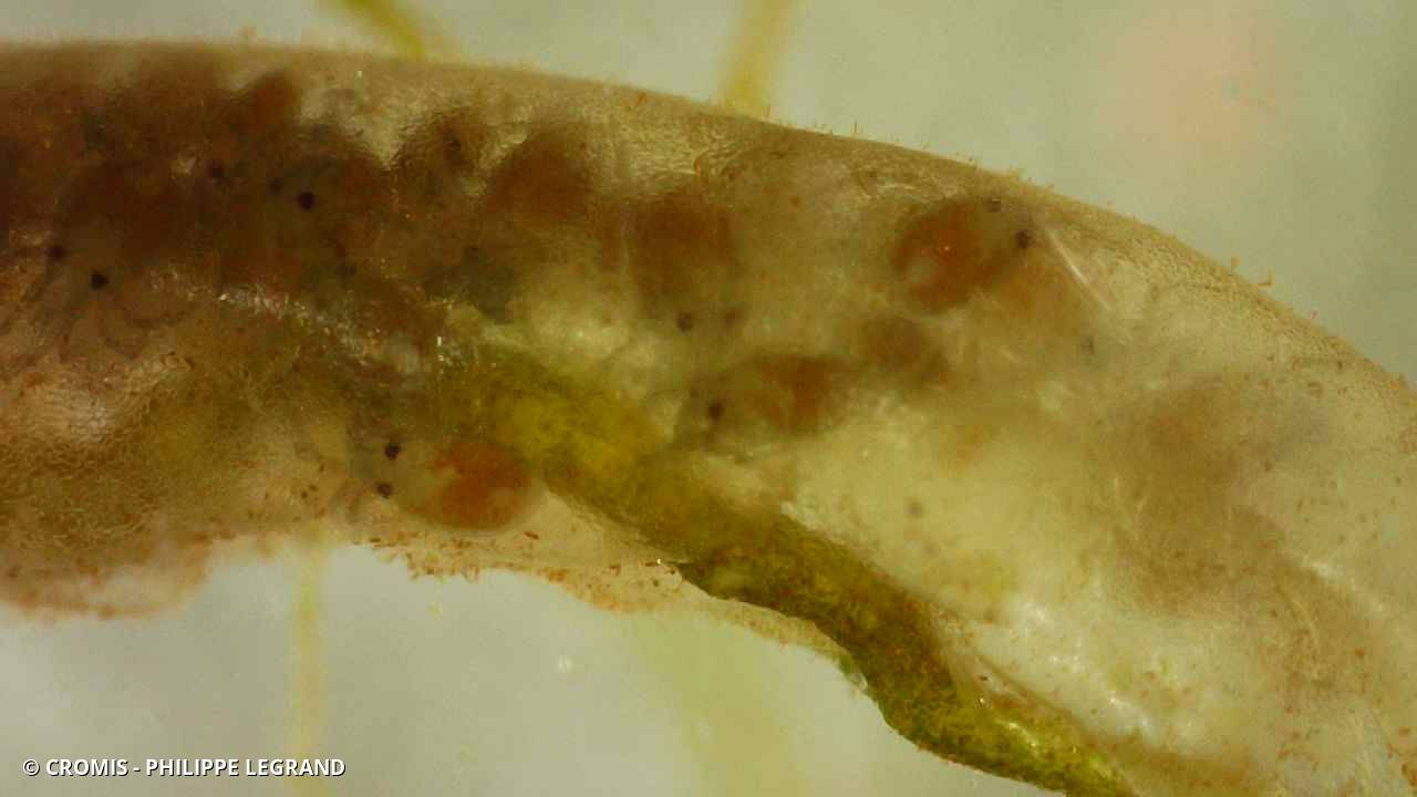 Hydracariens