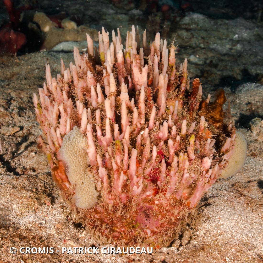 Eponge pinceau des Caraïbes