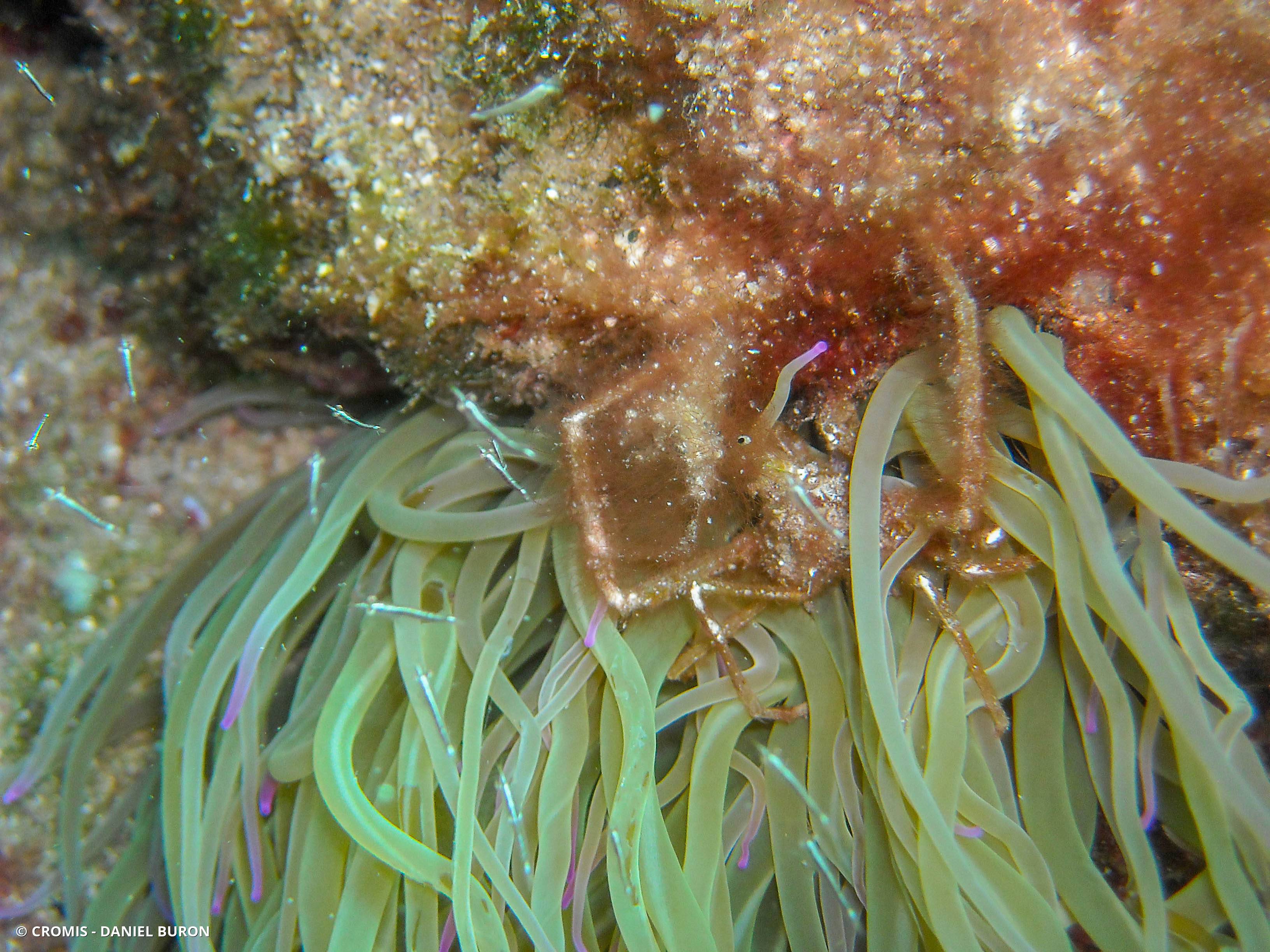 Anémone de mer verte