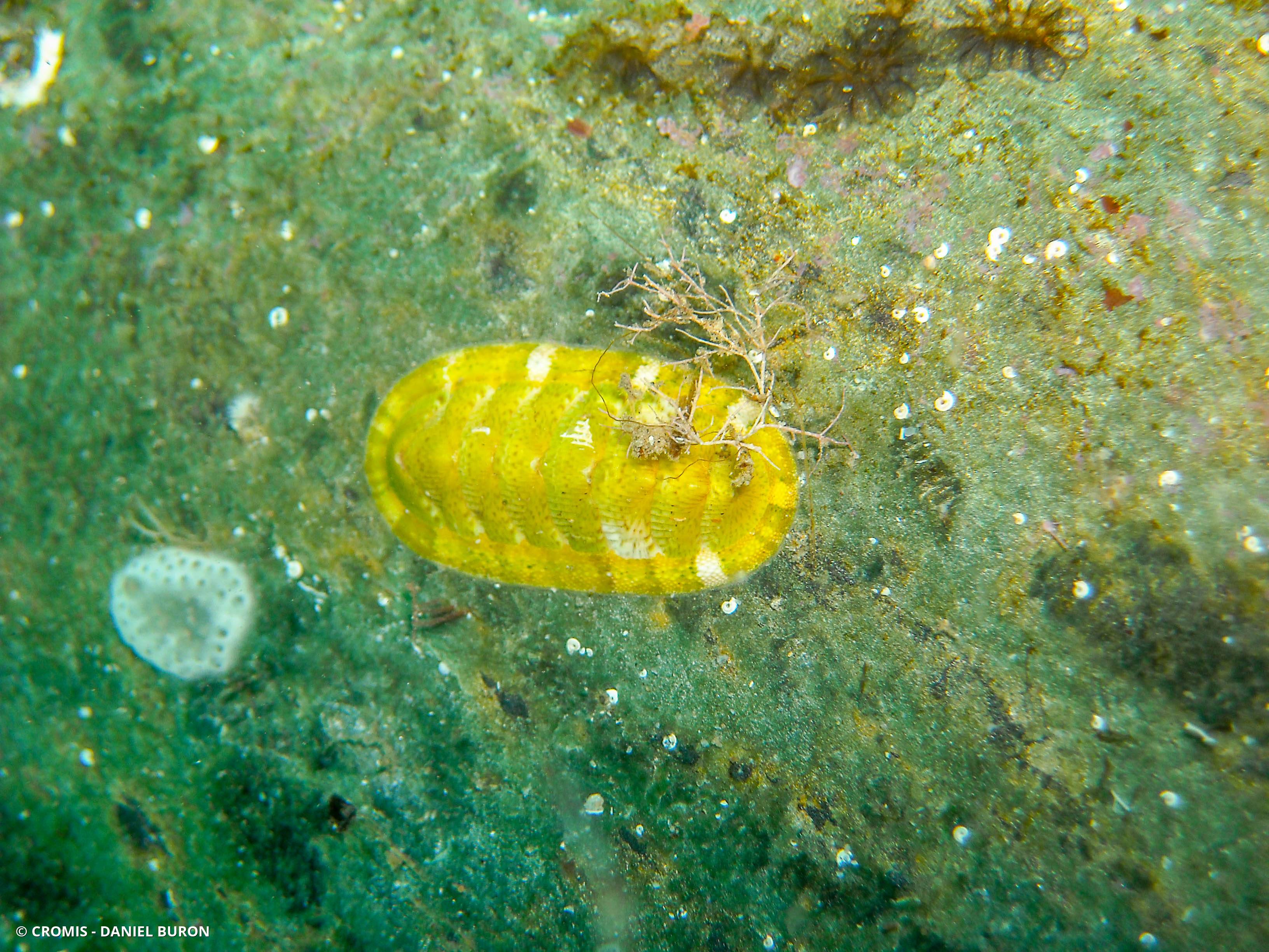 Chiton vert