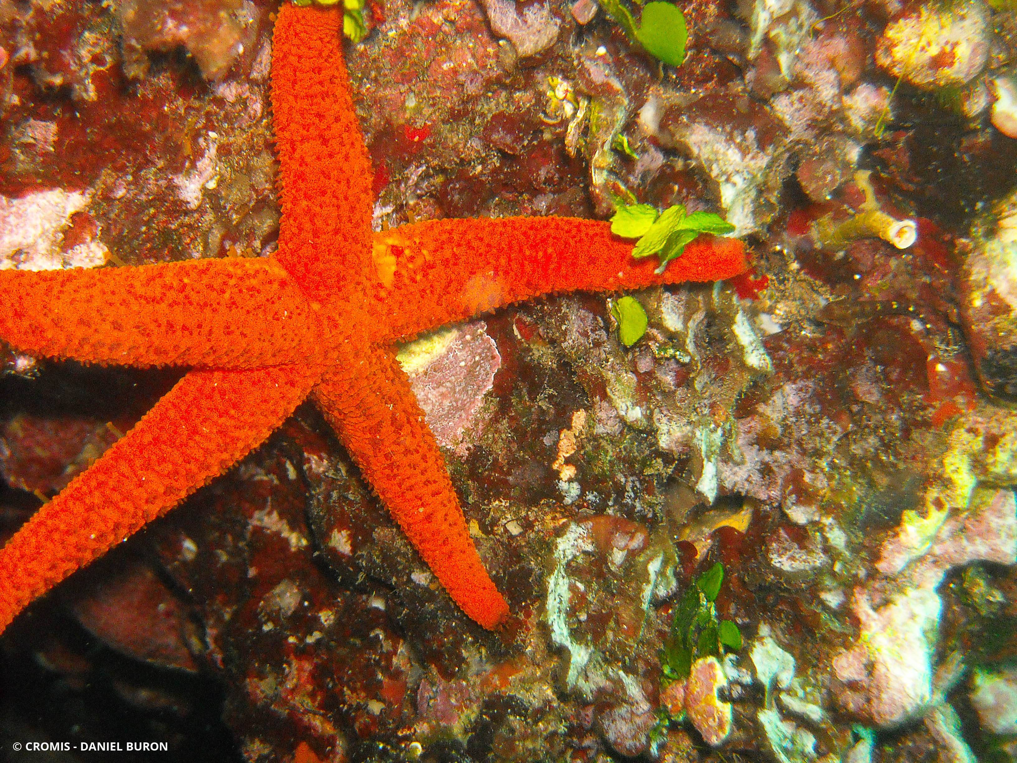 Etoile de mer rouge