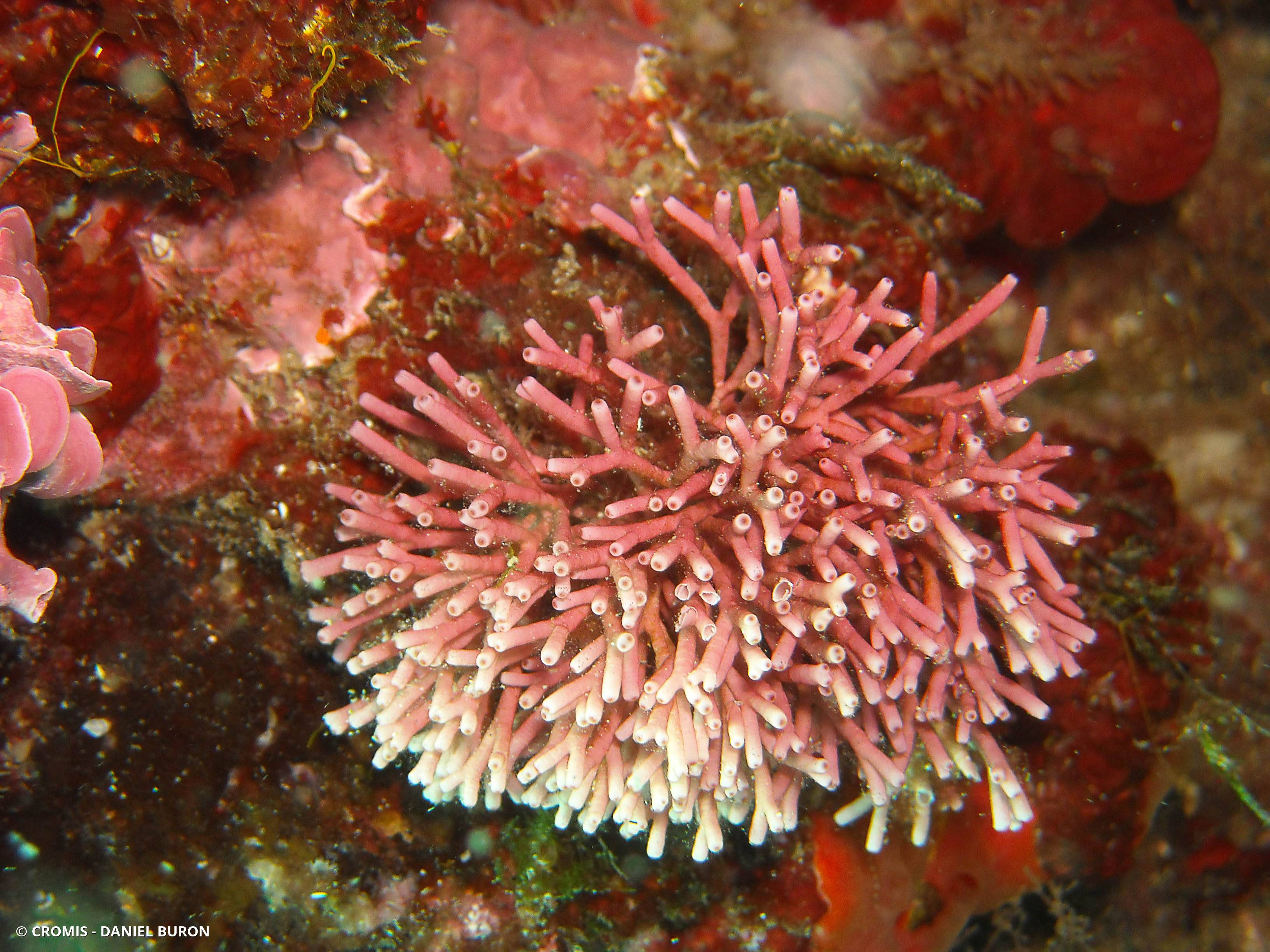 Tricléocarpe fragile