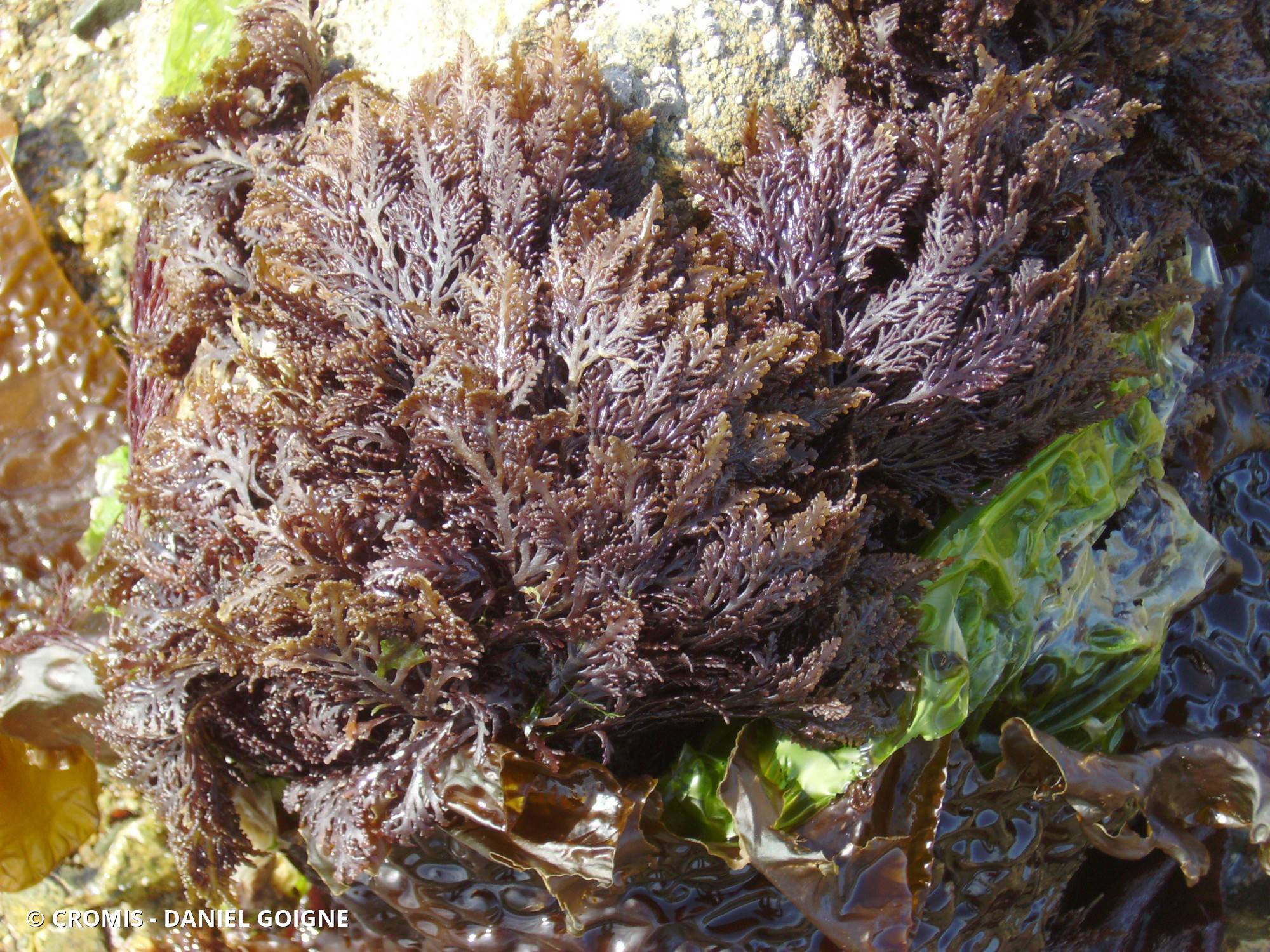 Dulse poivrée