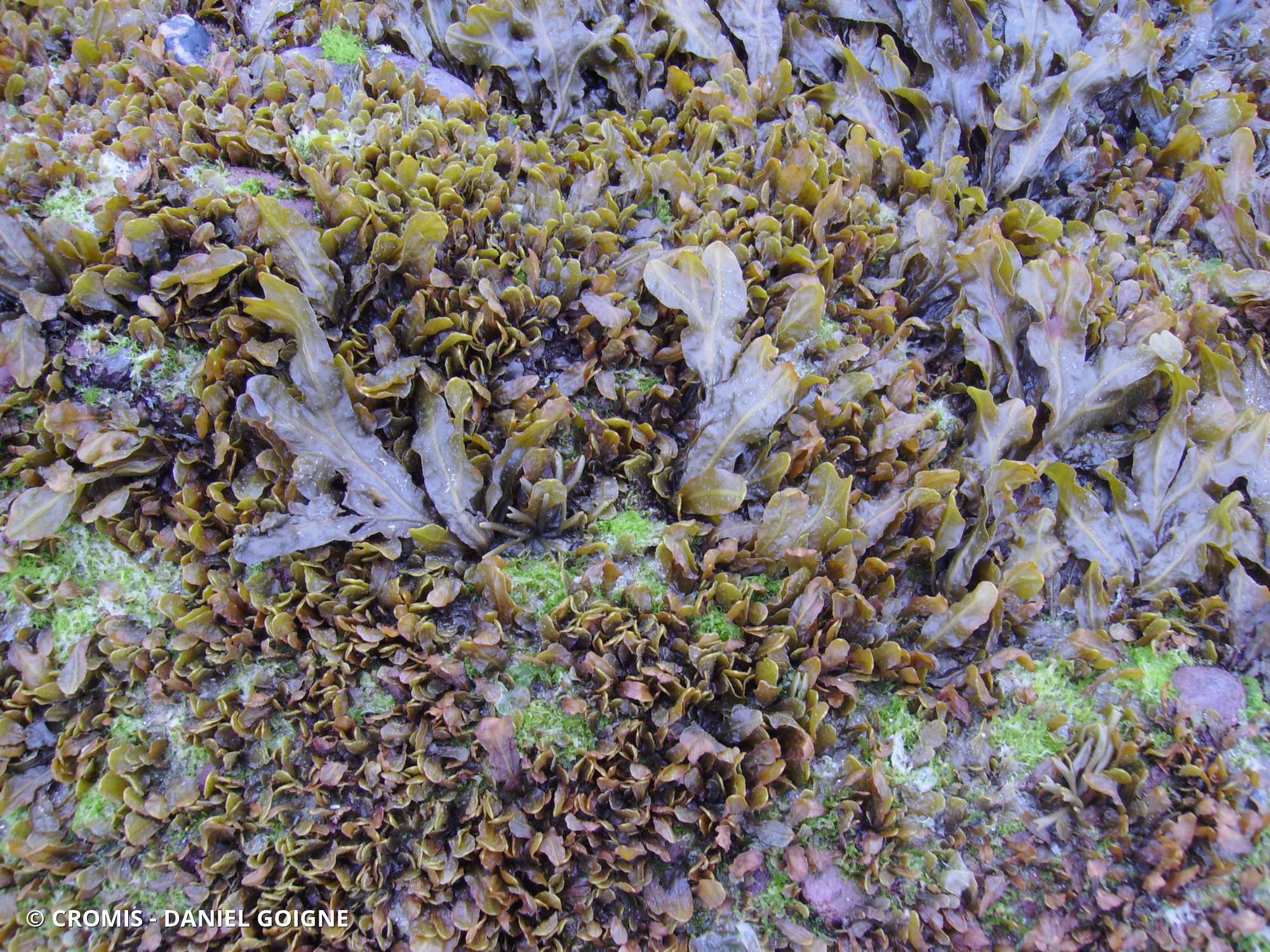Fucus spiralé