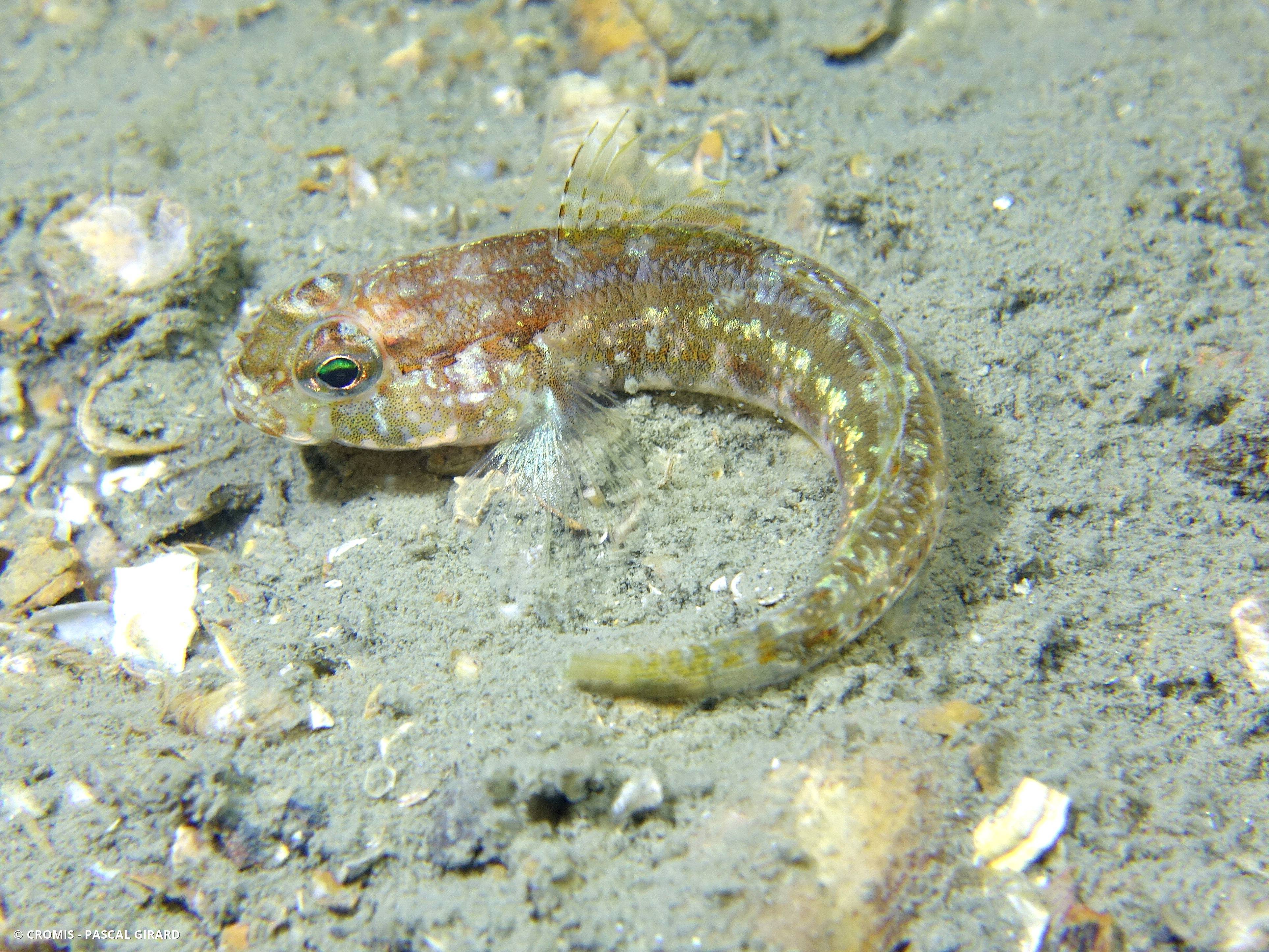 Gobie crécerelle
