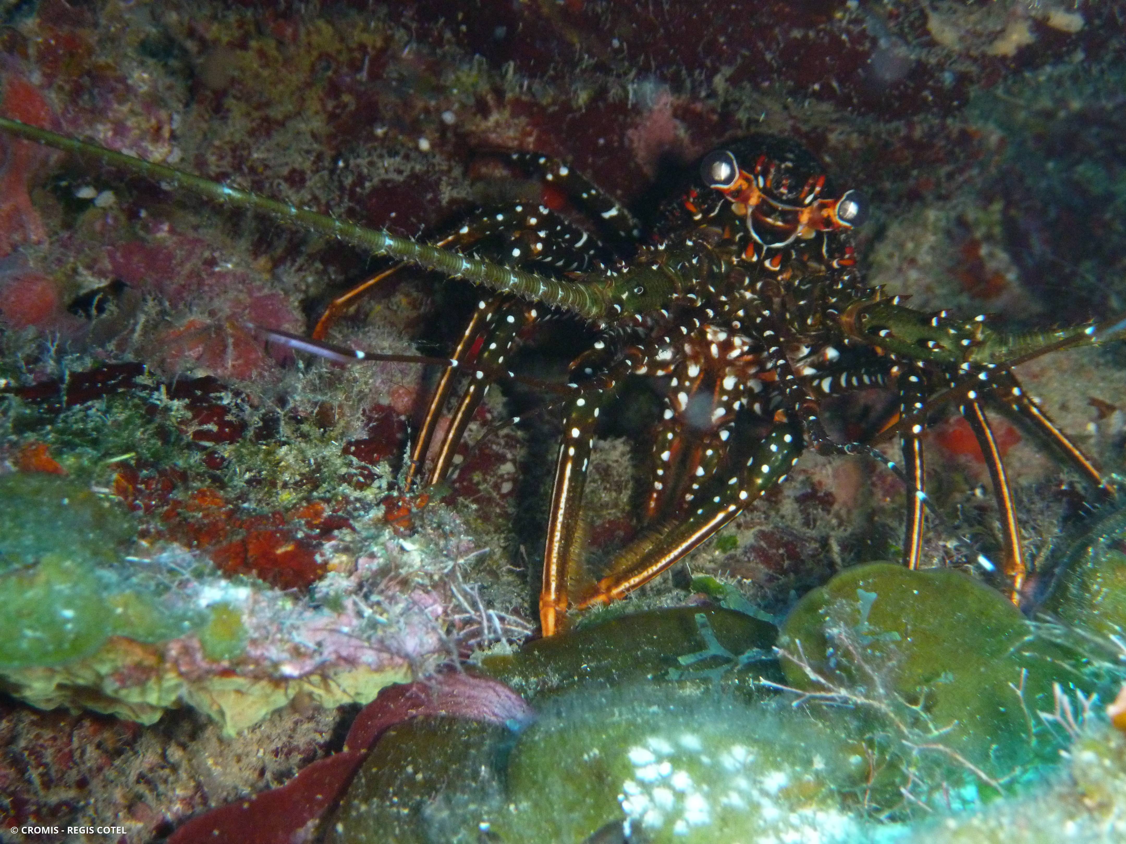 Langouste tachetée