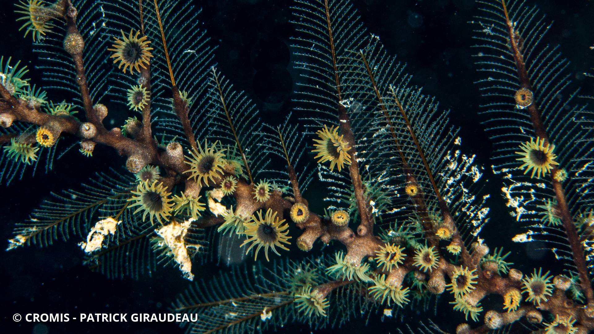 Zoanthaires des Hydraires
