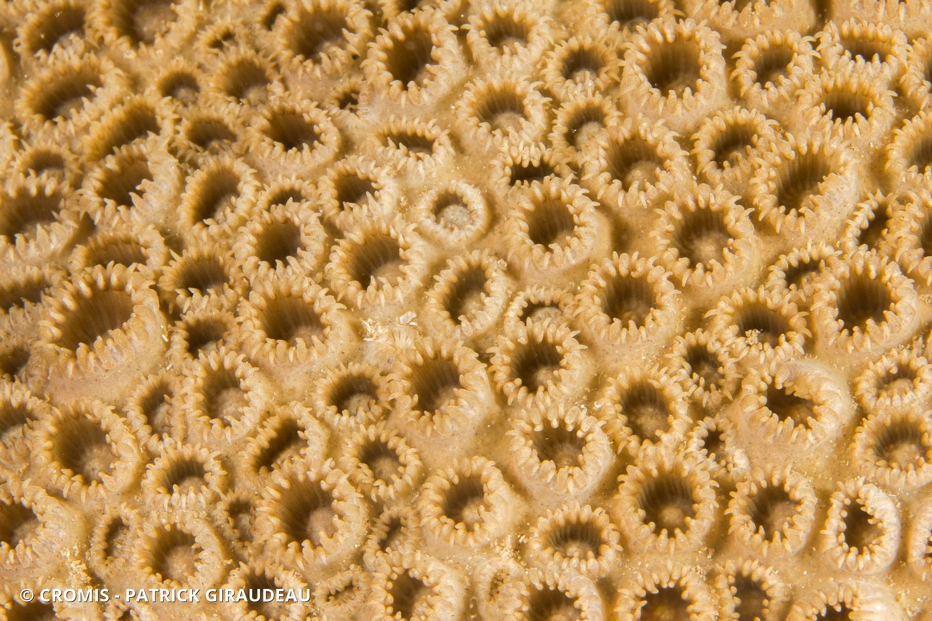 Zoanthaire caraïbe brun