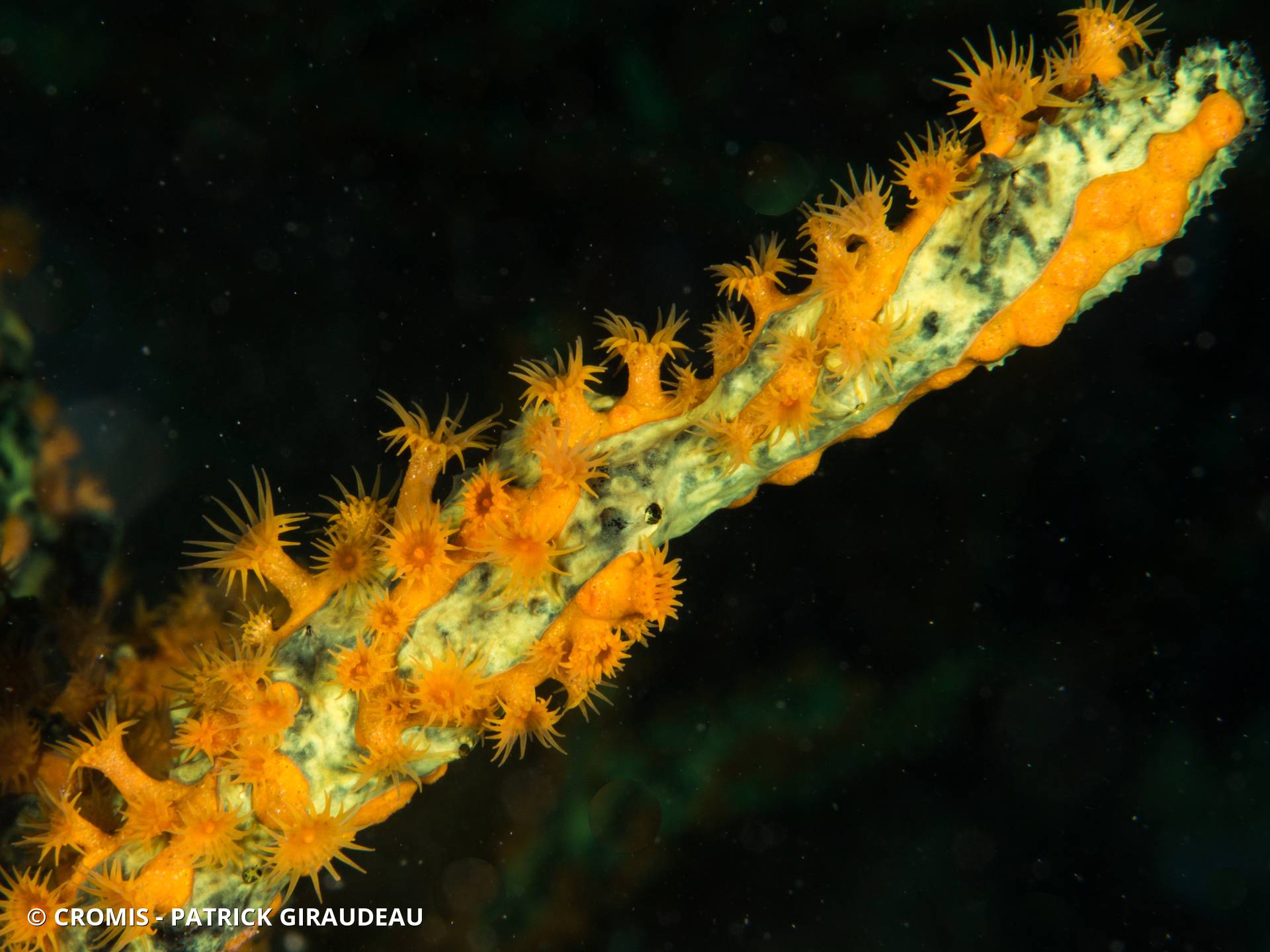 Zoanthaire éponge doré
