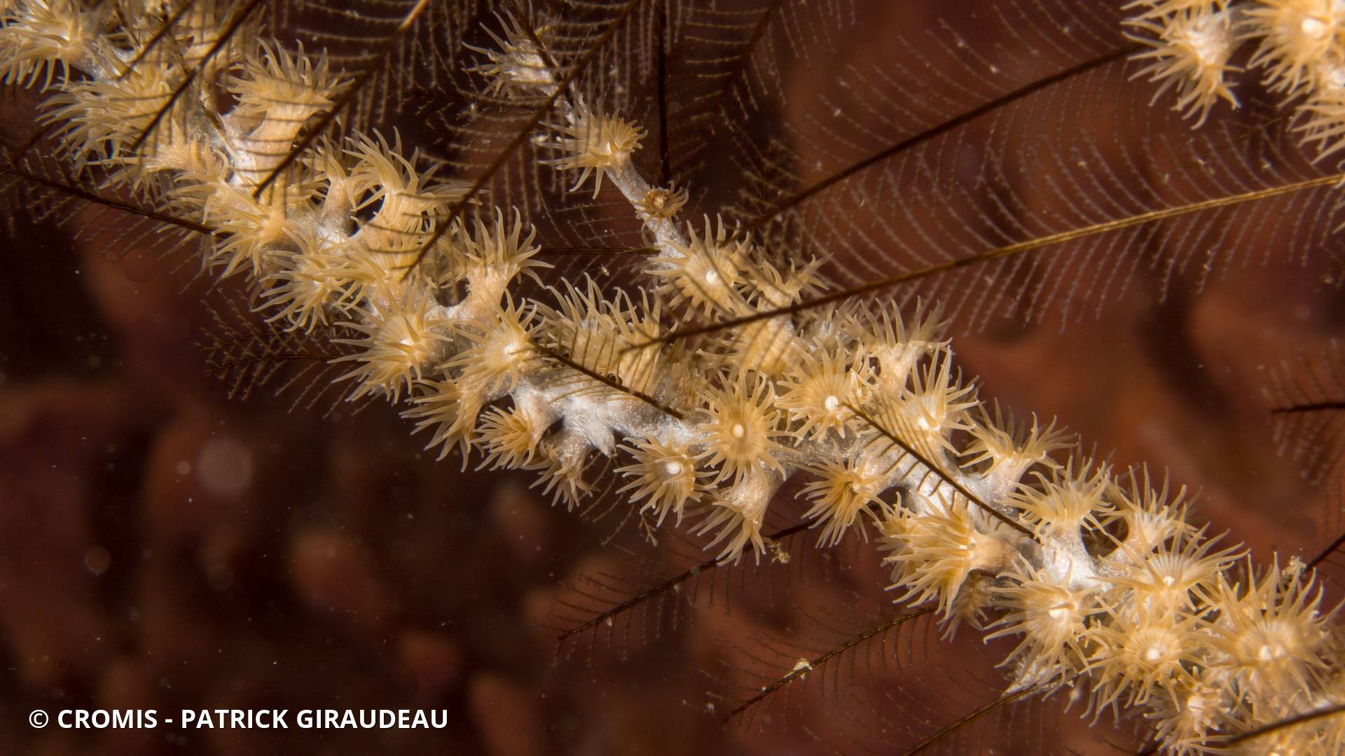 Zoanthaires des Hydraires