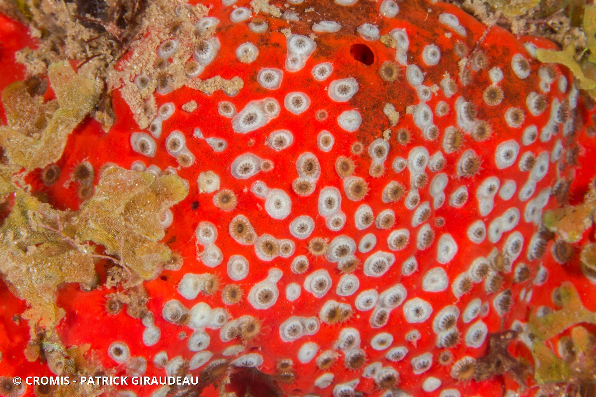 Zoanthaire éponge grisâtre
