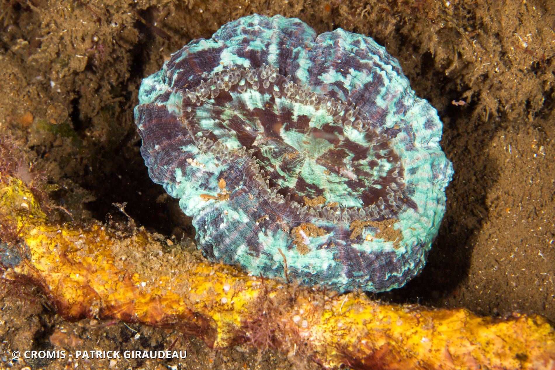 Corail fleur épineux