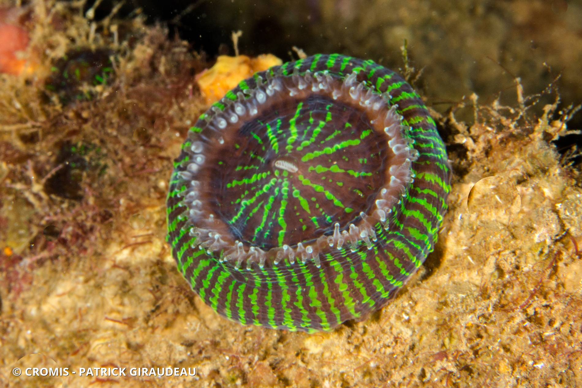 Corail coeur d'artichaut