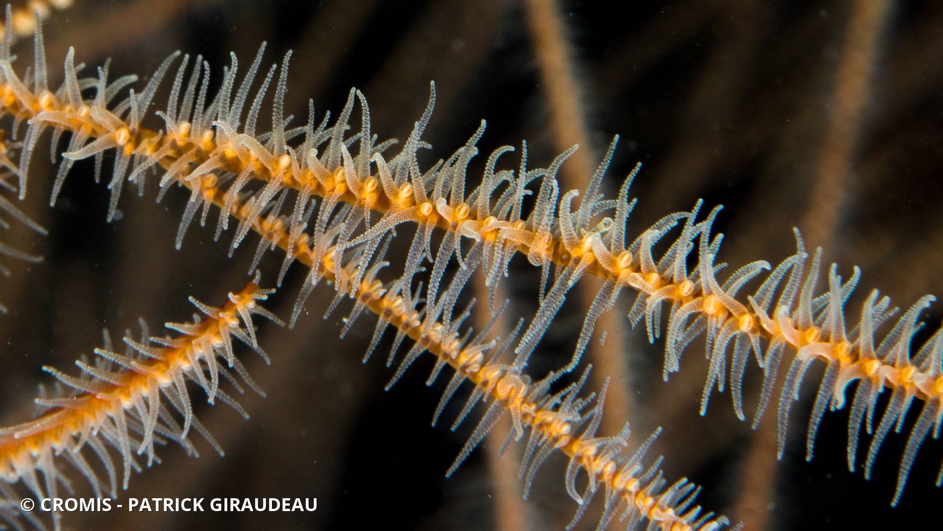 Corail noir tropical