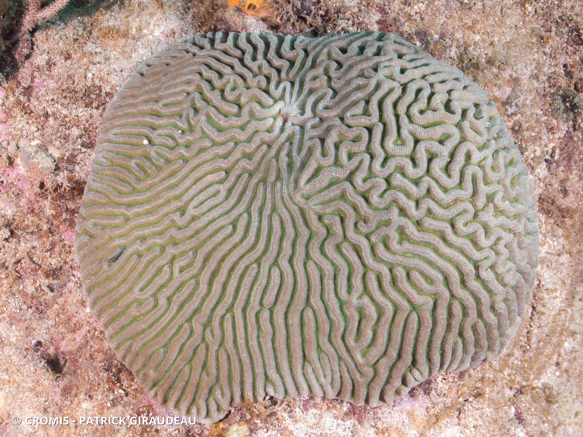 Corail cerveau bosselé