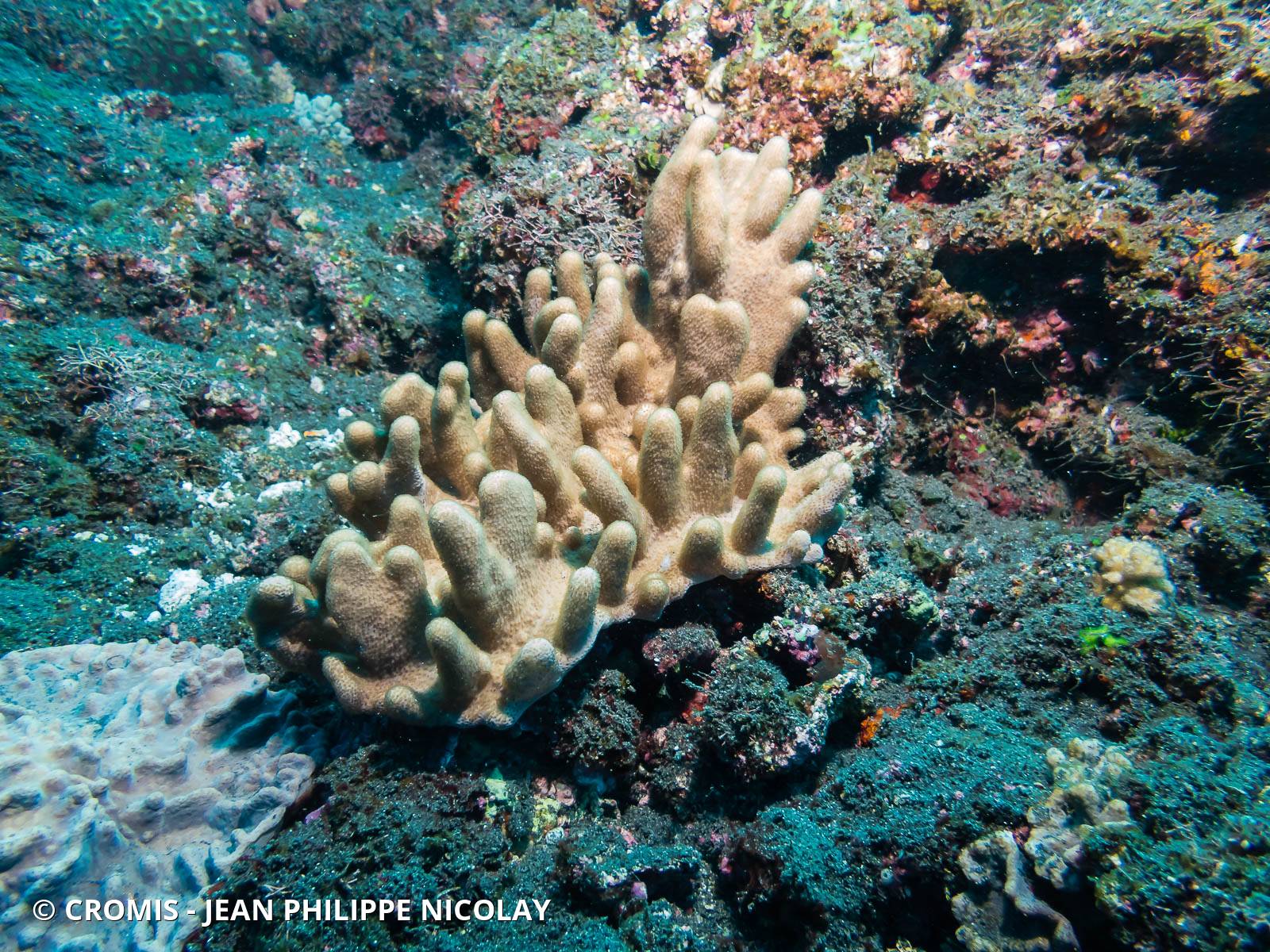 Corail poreux digitiforme