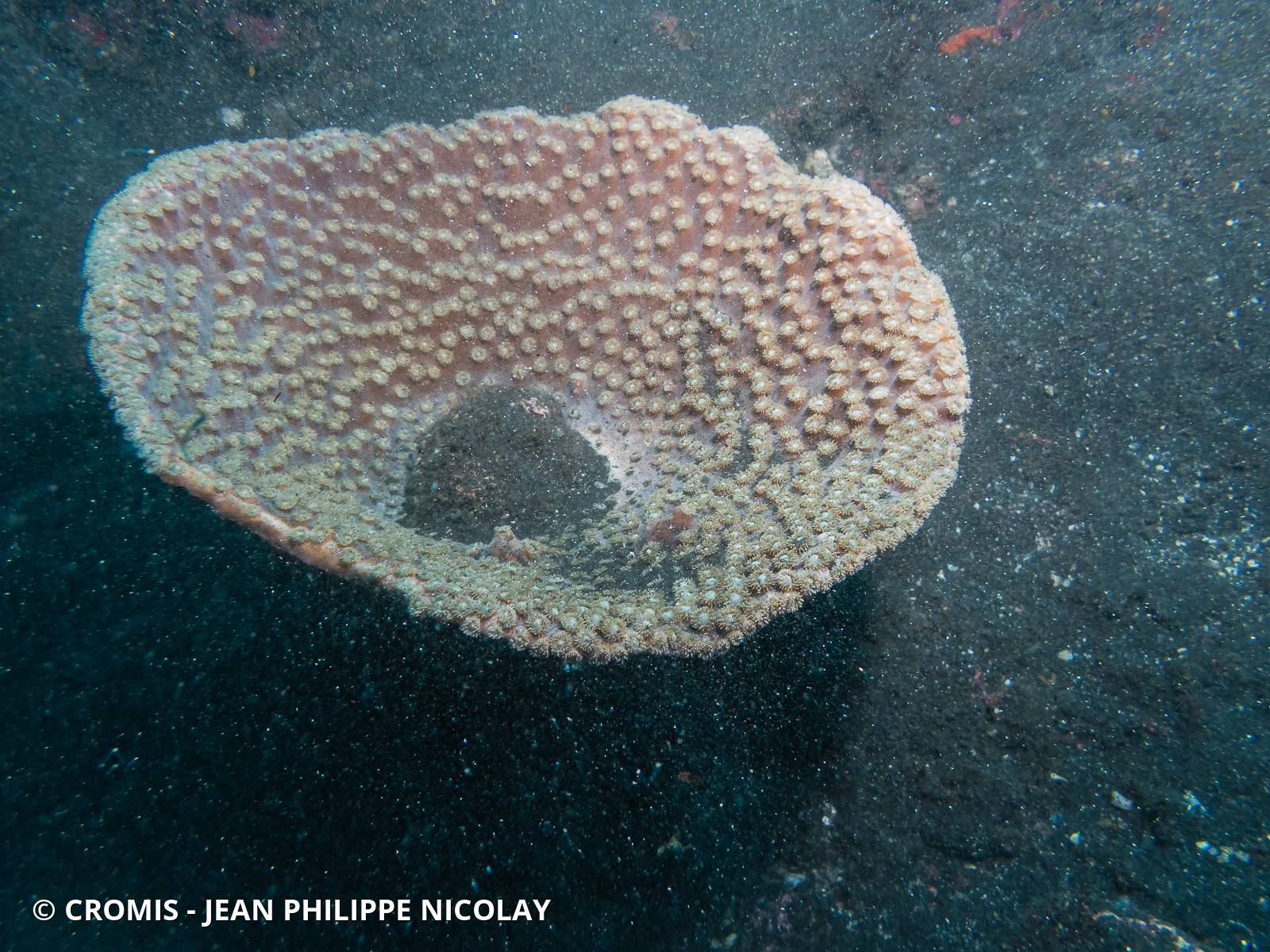 Corail coupe laitue