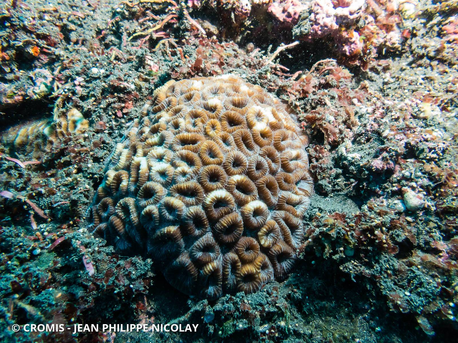 Corail étoilé lobé