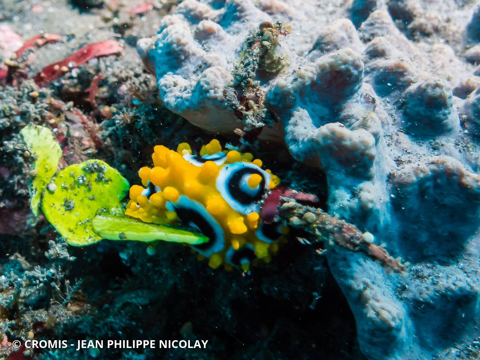 Phyllidie ocellée