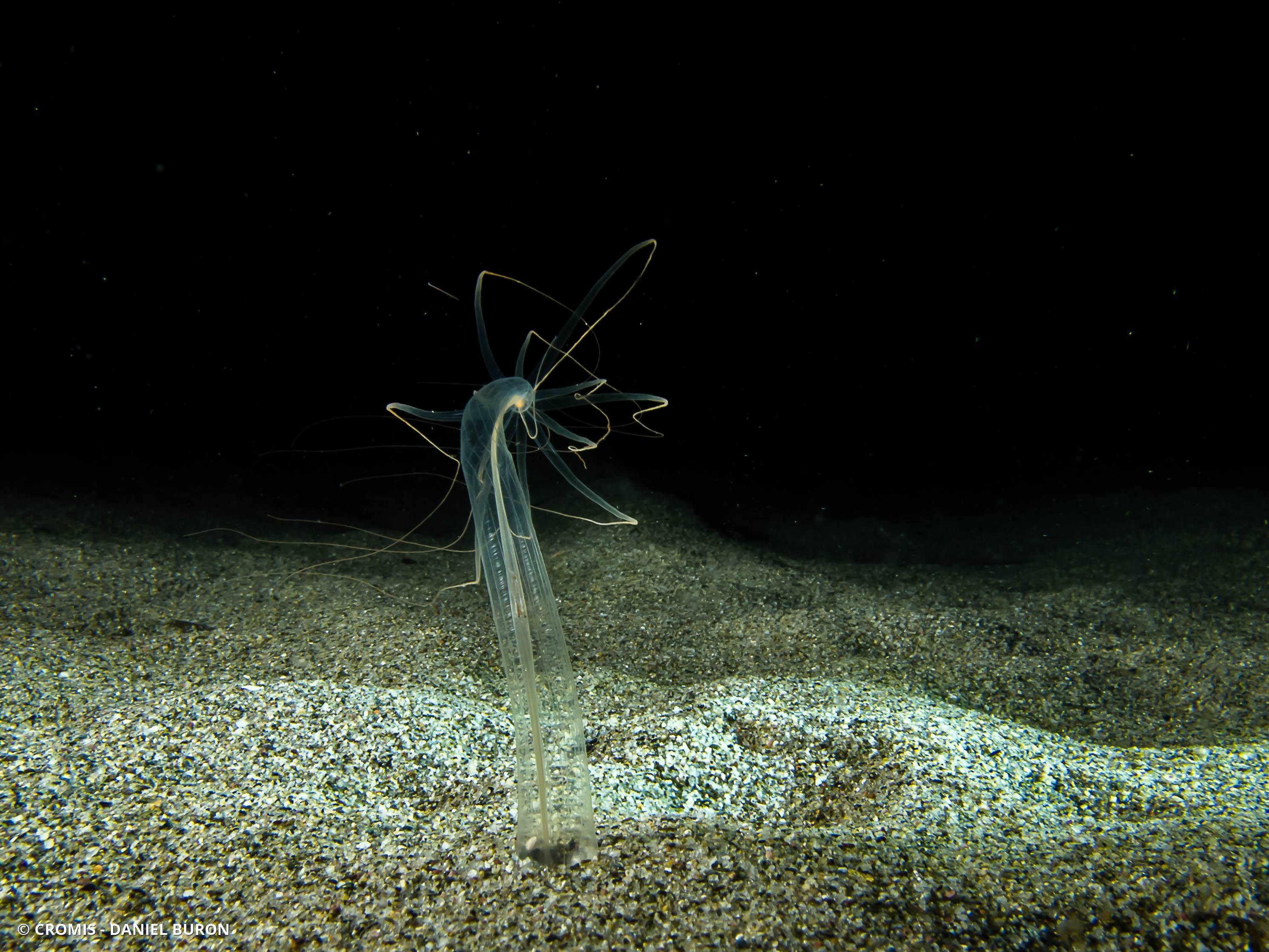 Halcampoïde de Méditerranée