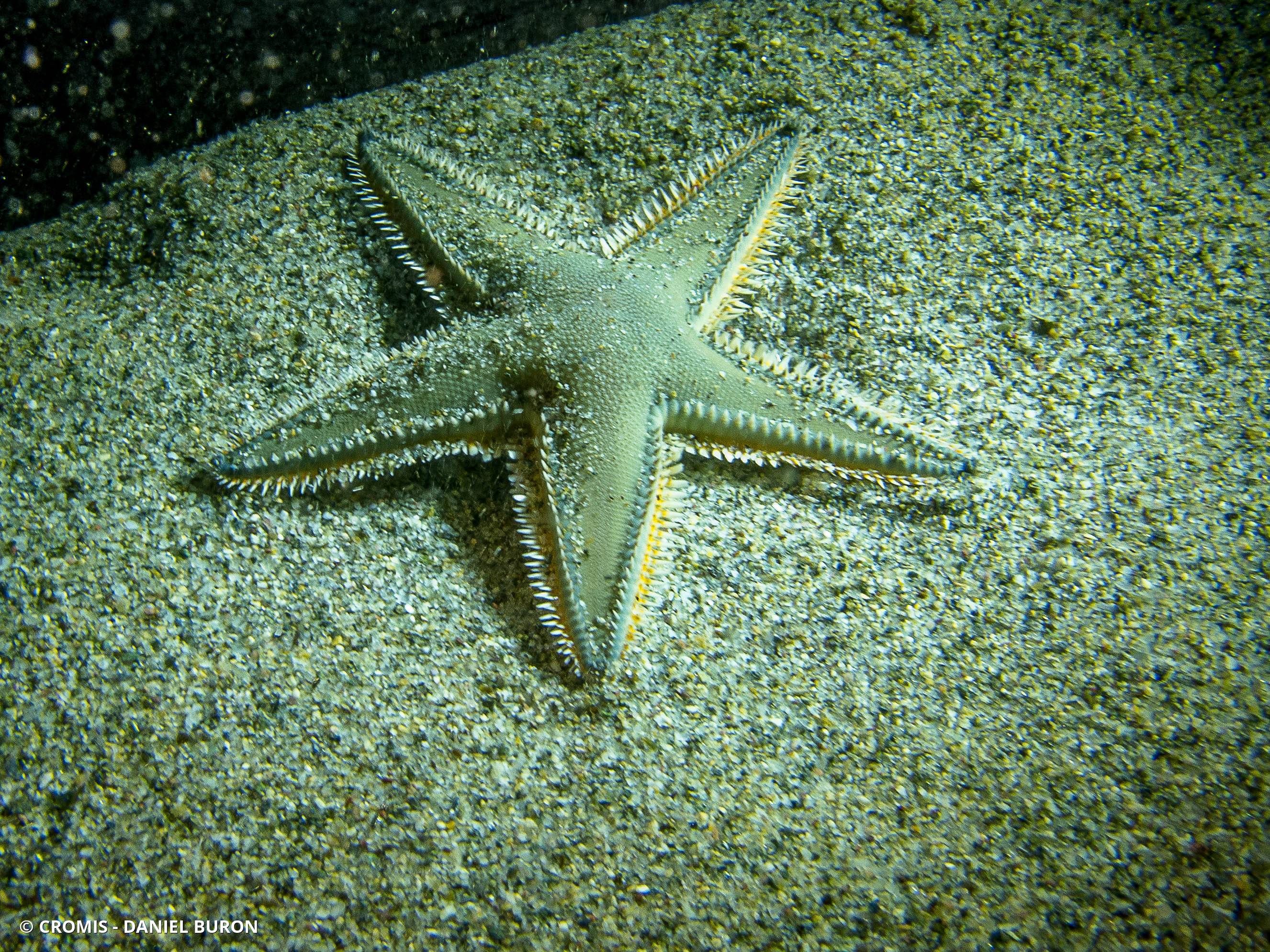 Etoile peigne de Johnston