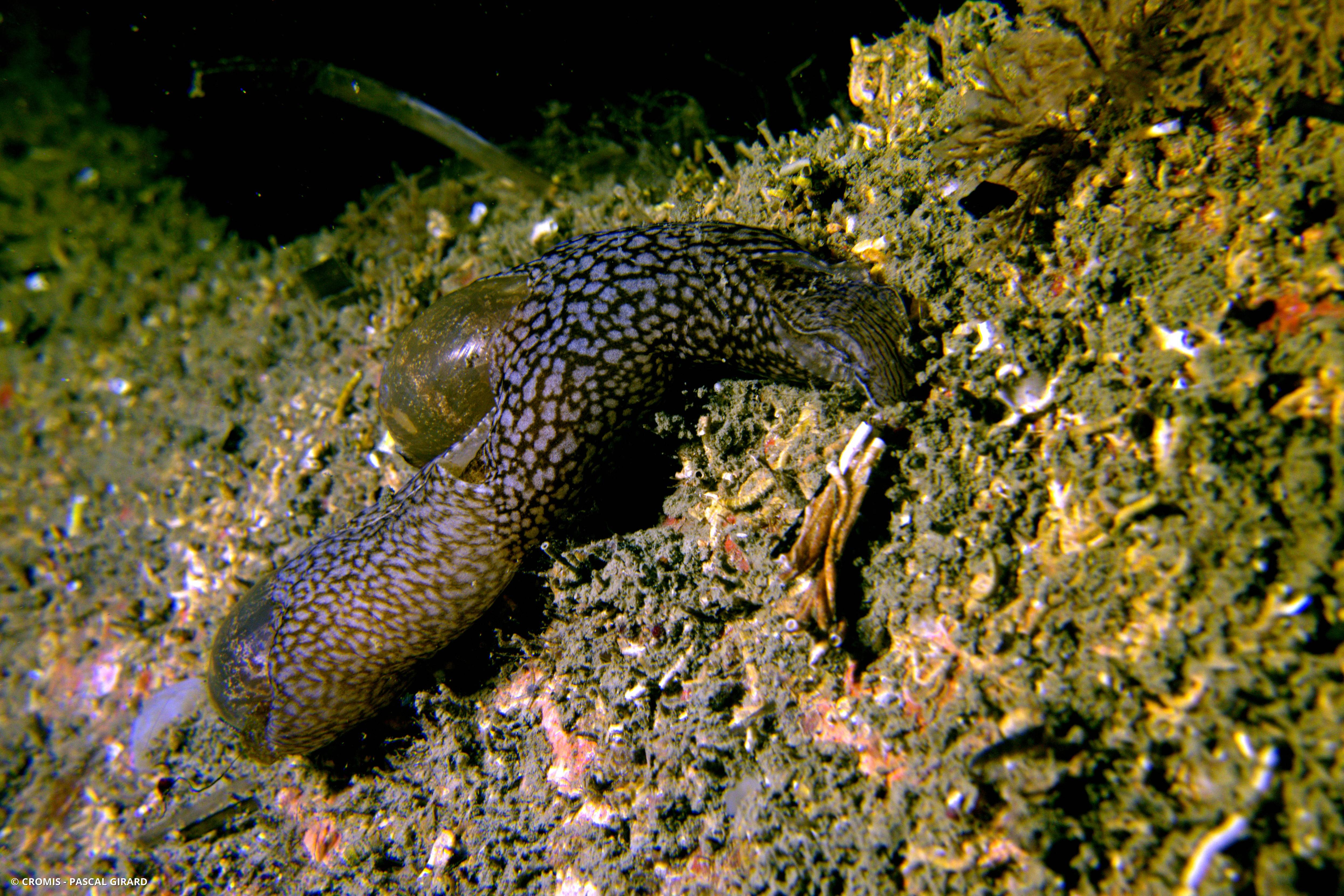 Akera à bulle