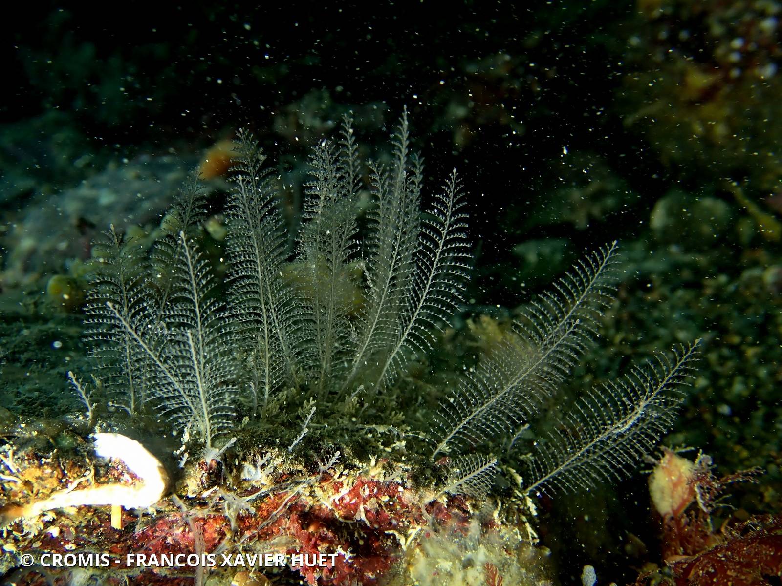Halopteris de Liechtenstern