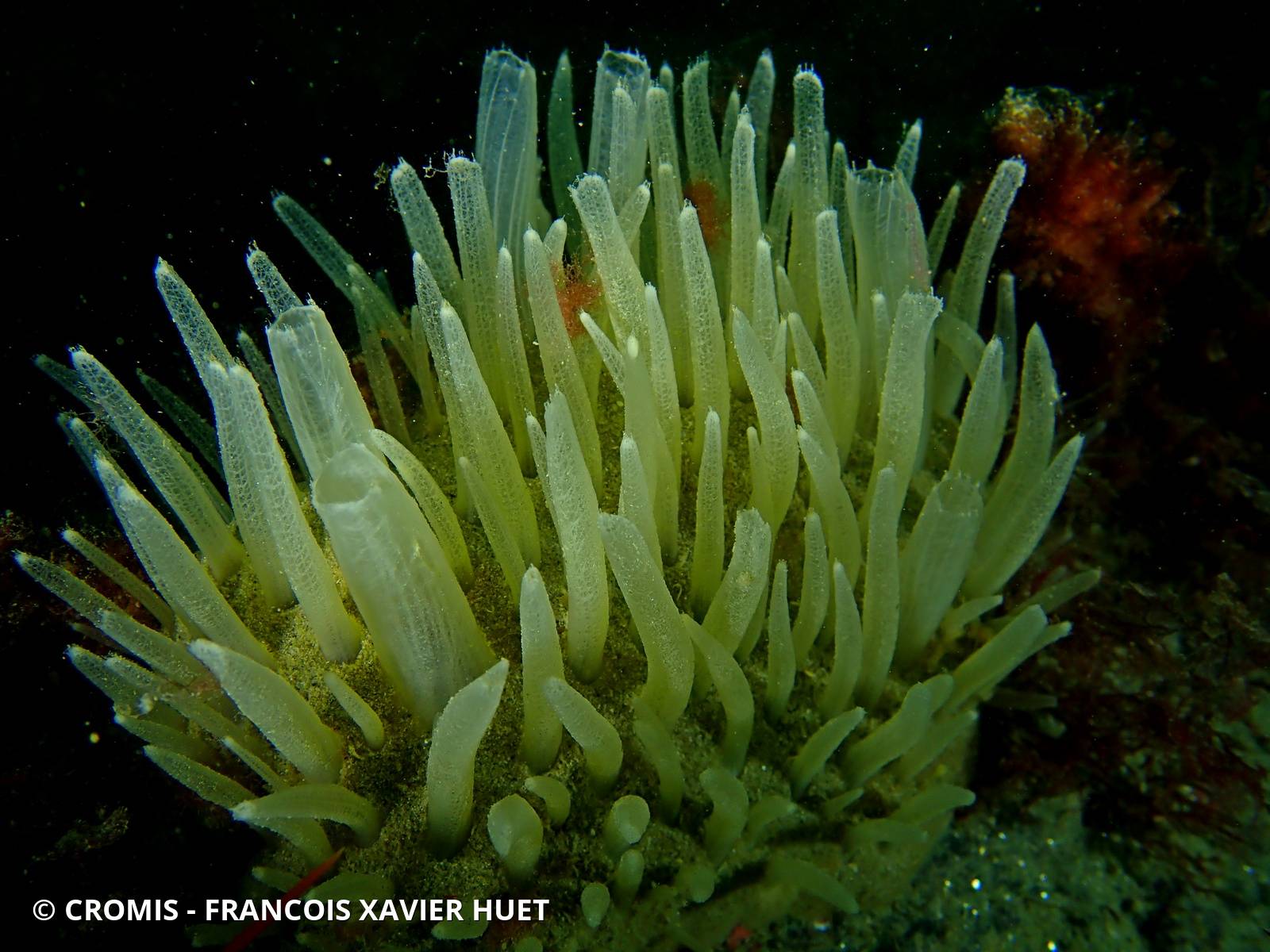Eponge à languettes