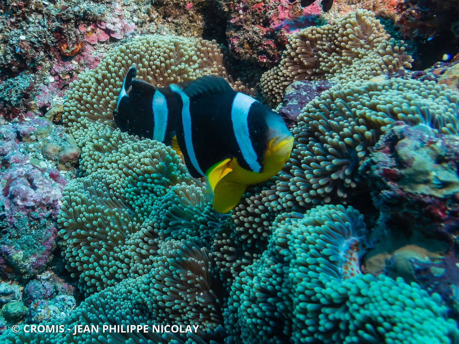 Poisson-clown de Maurice