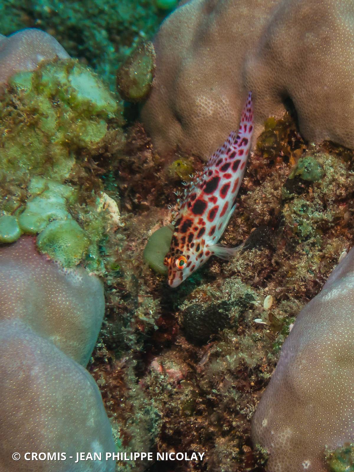 Épervier à points rouges