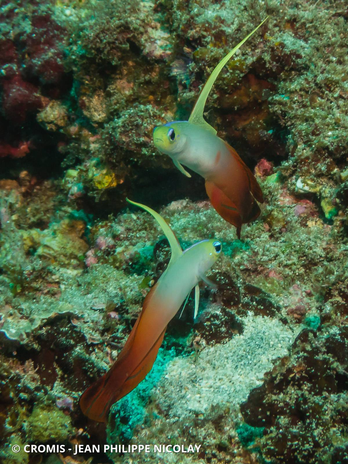 Poisson-de-feu