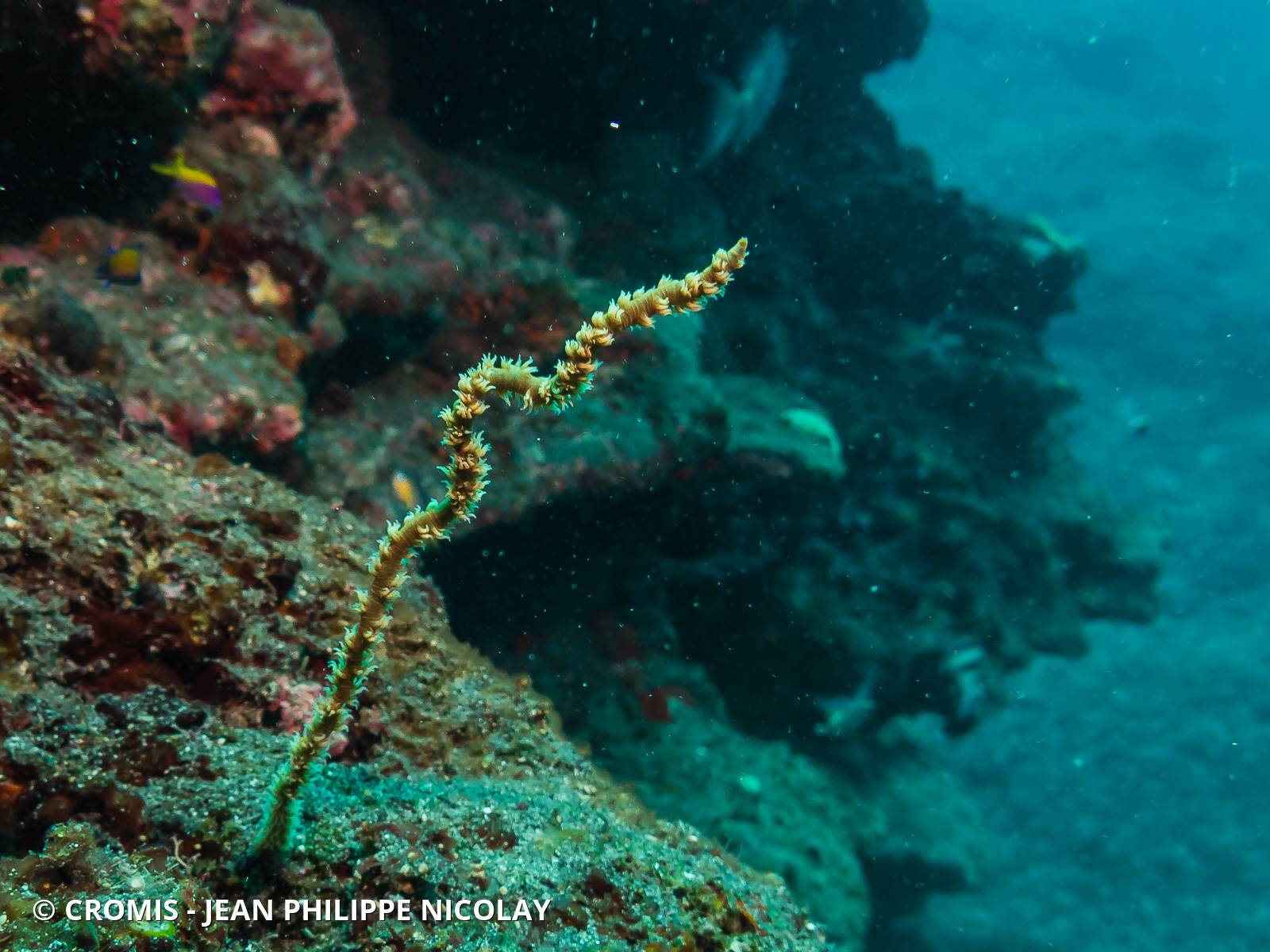 Corail fil-de-fer droit