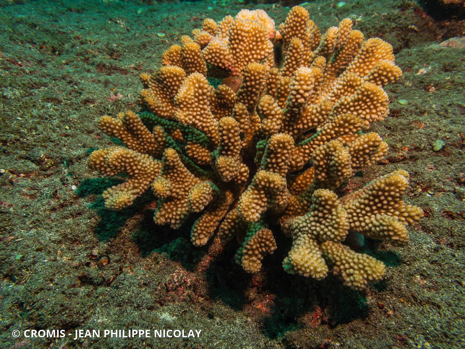 Corail framboise