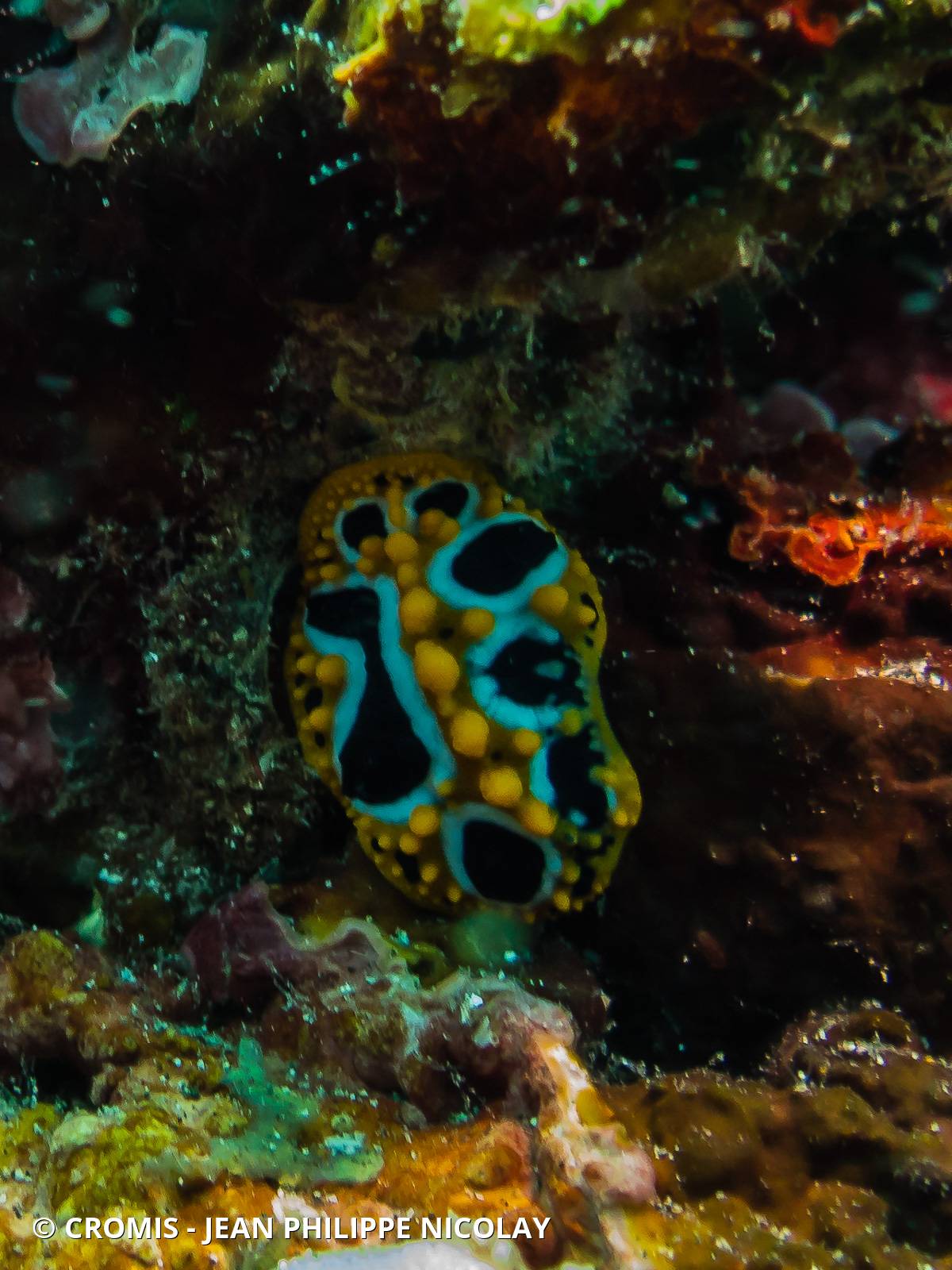 Phyllidie ocellée