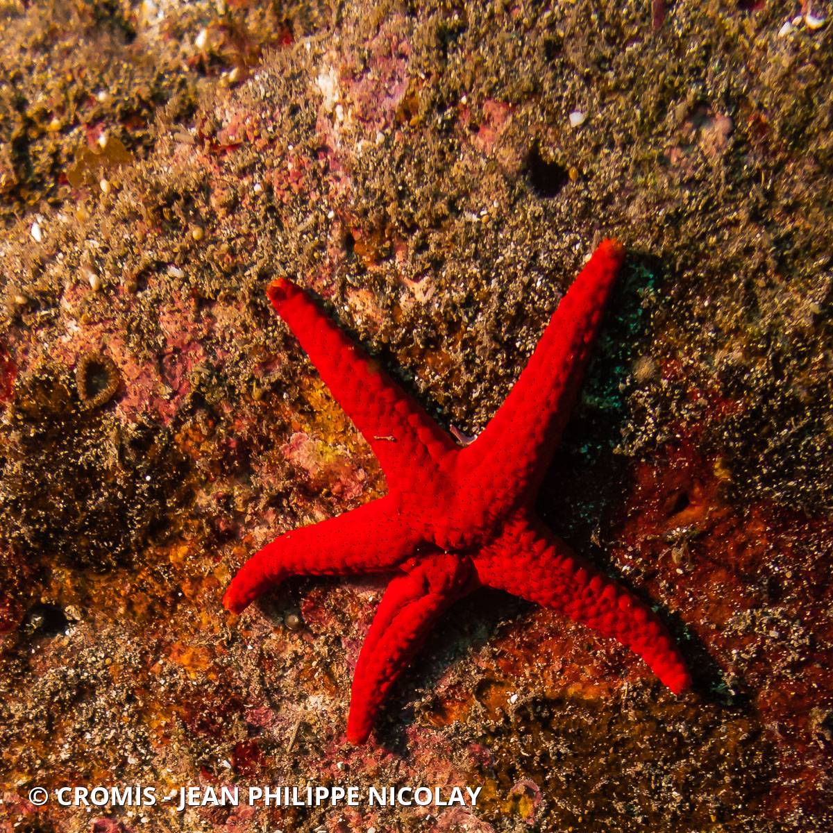 Etoile rouge poreuse