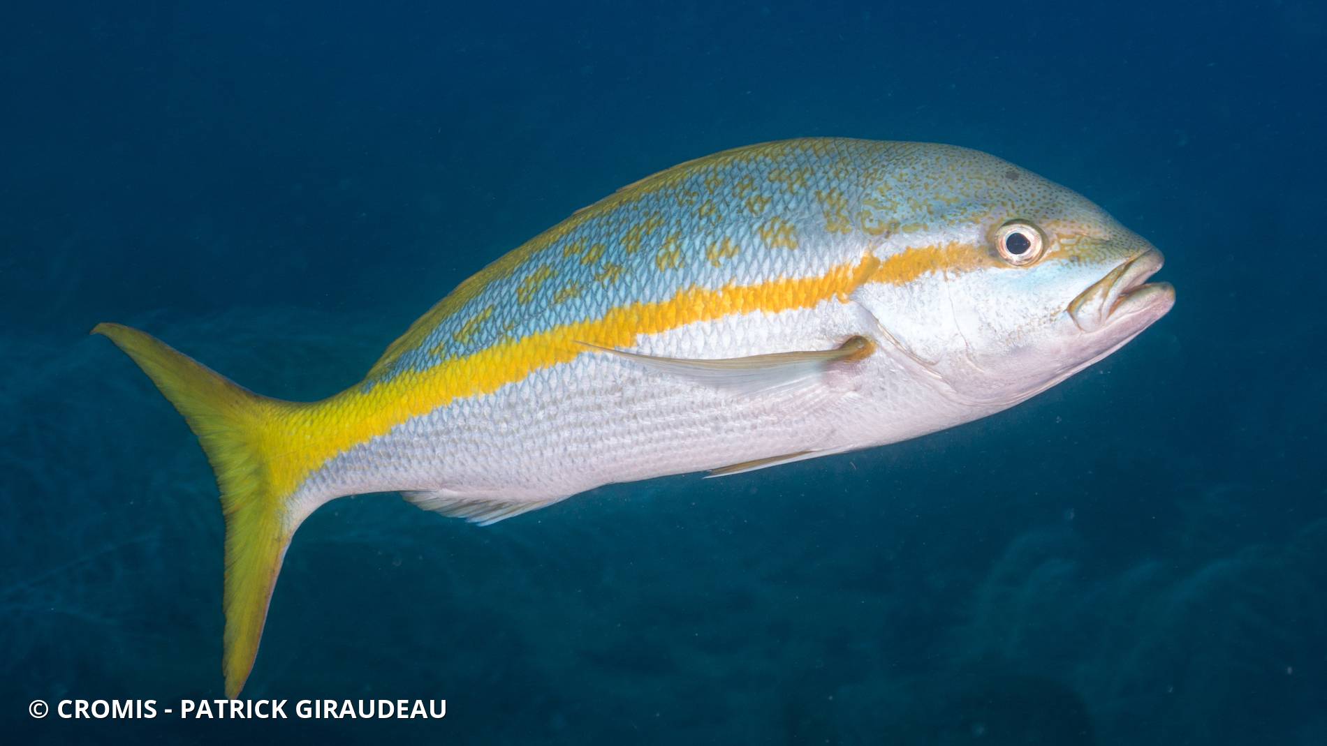 Vivaneau queue jaune